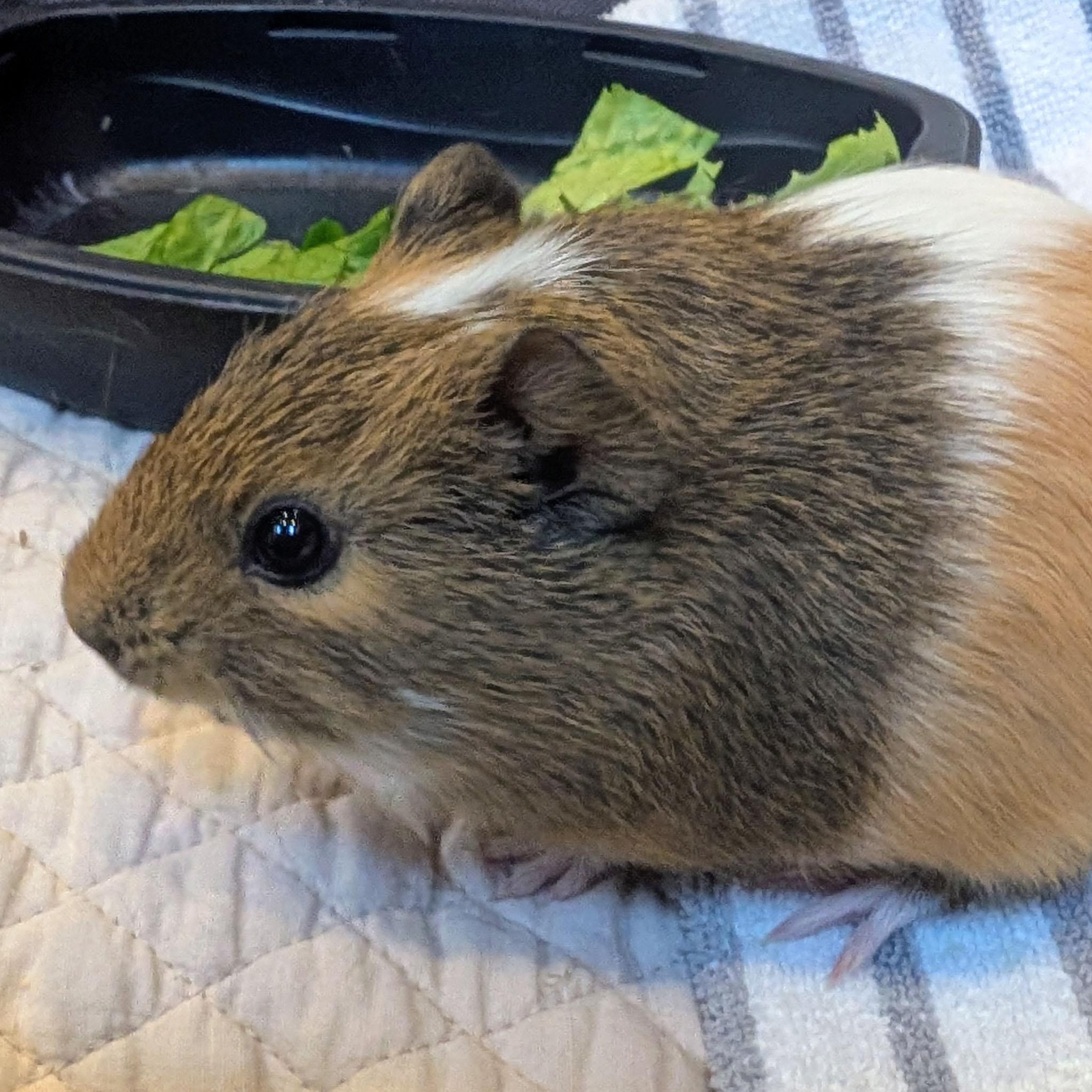 Enlarge Blaze & Stripe, a ADOPTABLE Guinea Pig in Medfield, MA image 3/5