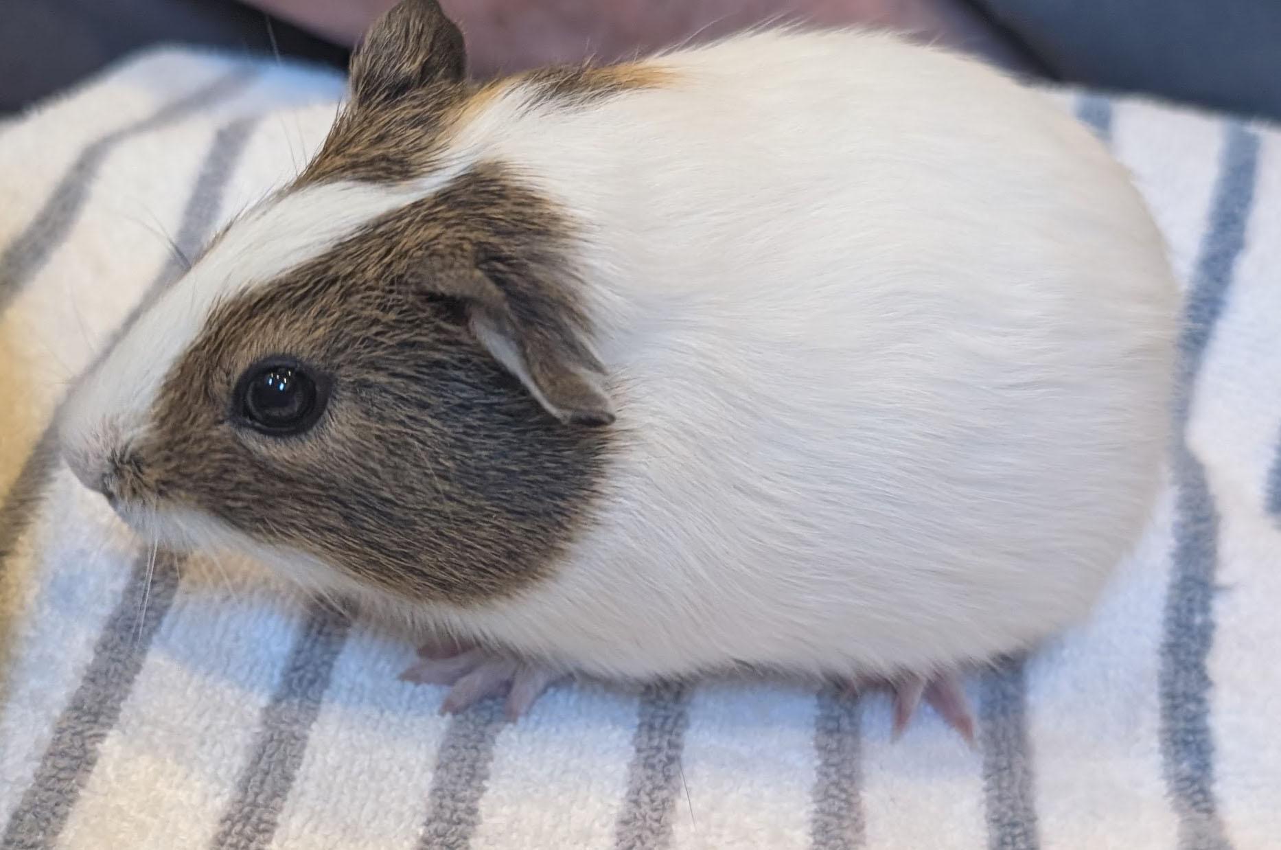 Enlarge Blaze & Stripe, a ADOPTABLE Guinea Pig in Medfield, MA image 5/5
