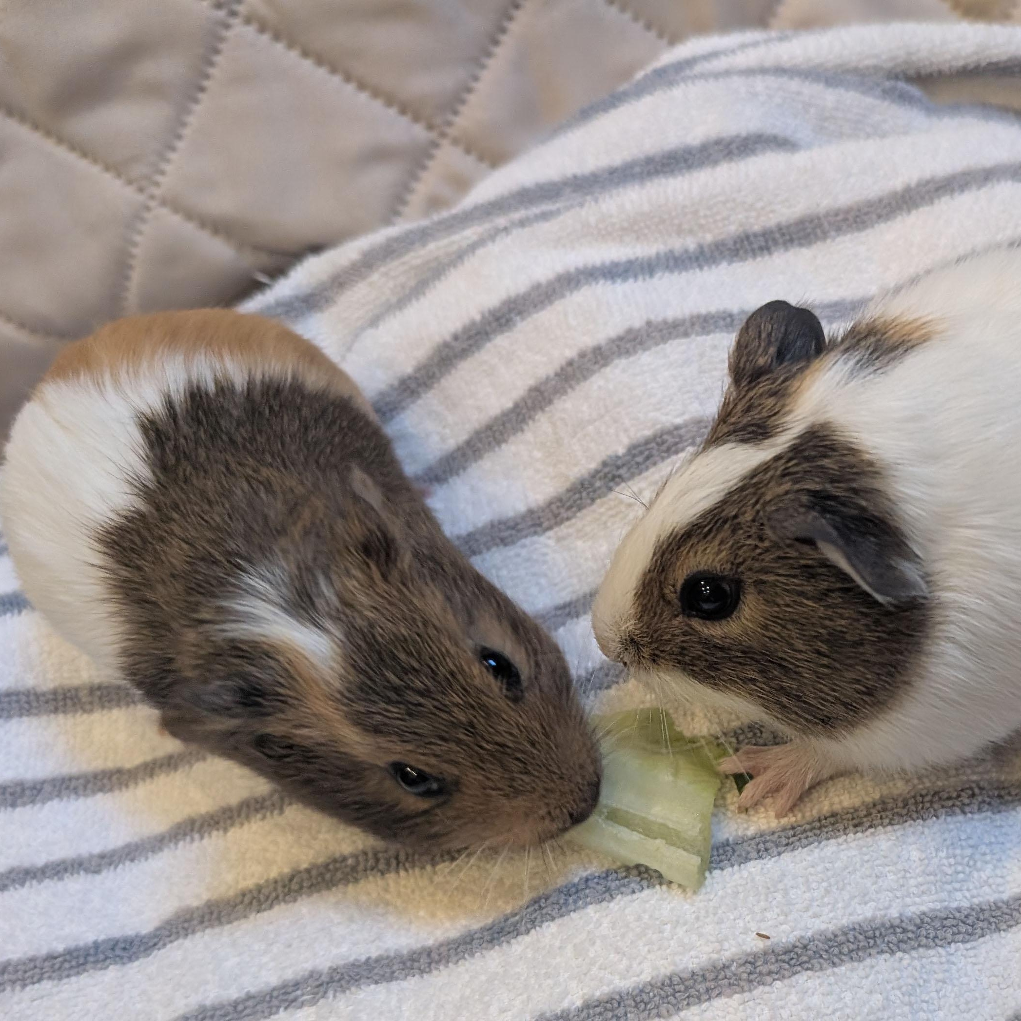 Enlarge Blaze & Stripe, a ADOPTABLE Guinea Pig in Medfield, MA image 2/5