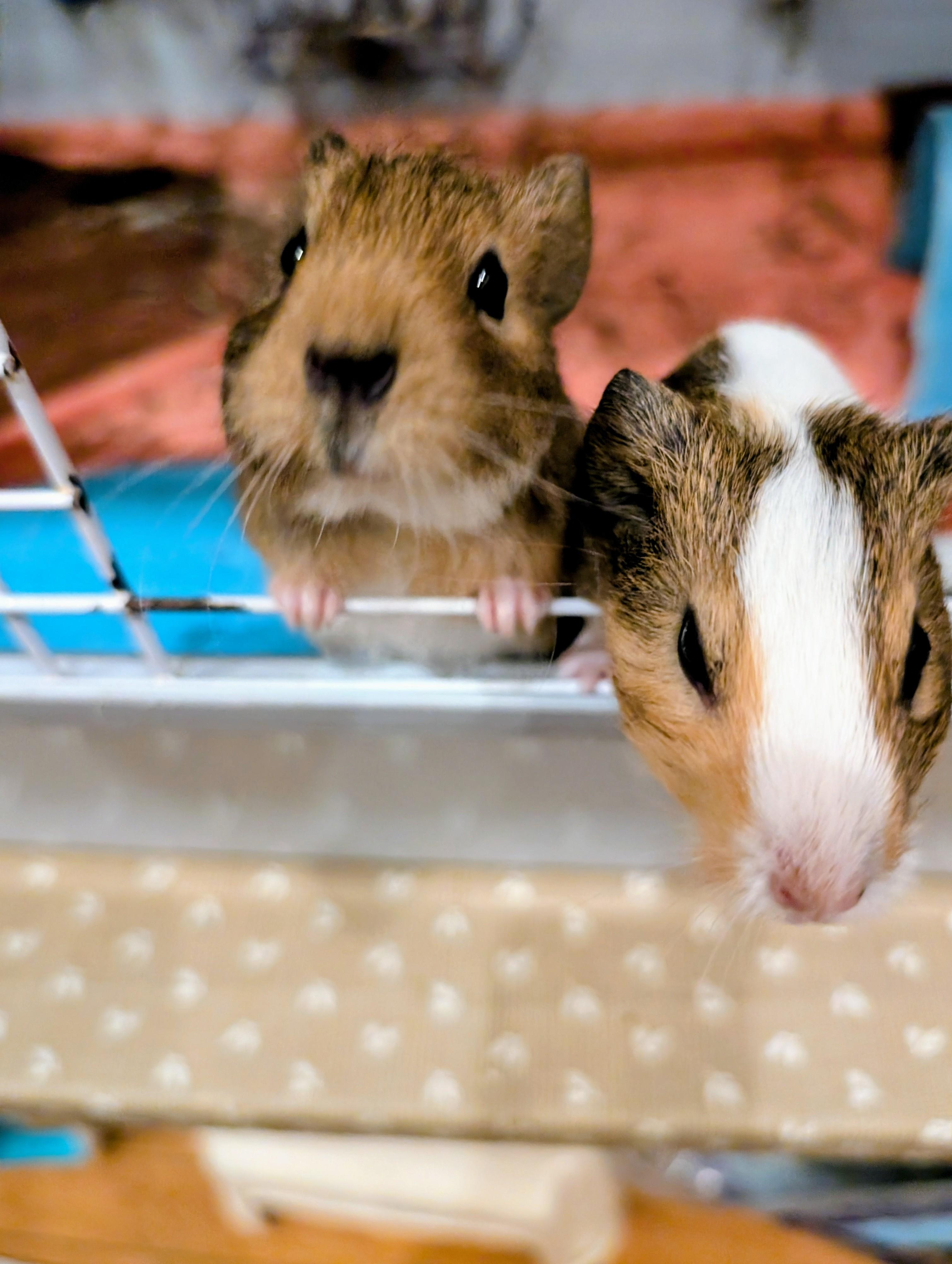 Blaze & Stripe, ADOPTABLE, Baby Male Guinea Pig.