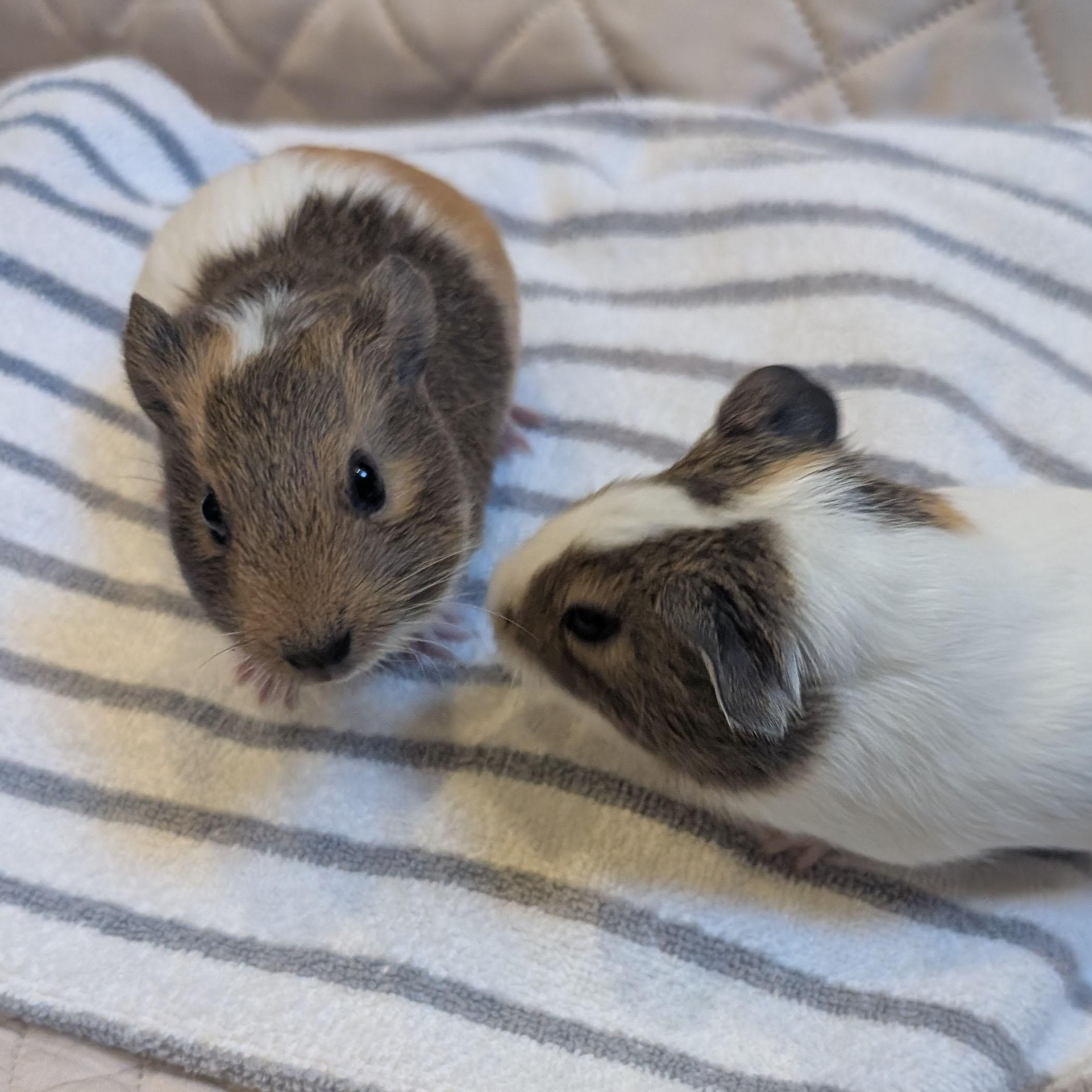 Enlarge Blaze & Stripe, a ADOPTABLE Guinea Pig in Medfield, MA image 4/5