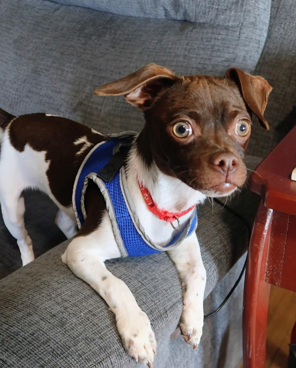 Poncho, adoptable, Puppy Male Rat Terrier & Shih Tzu.