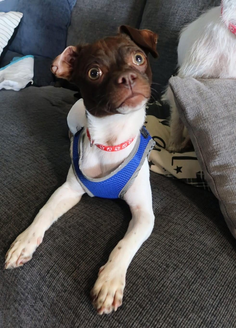 Enlarge Poncho, an adoptable mixed breed in Blair, NE image 2/2