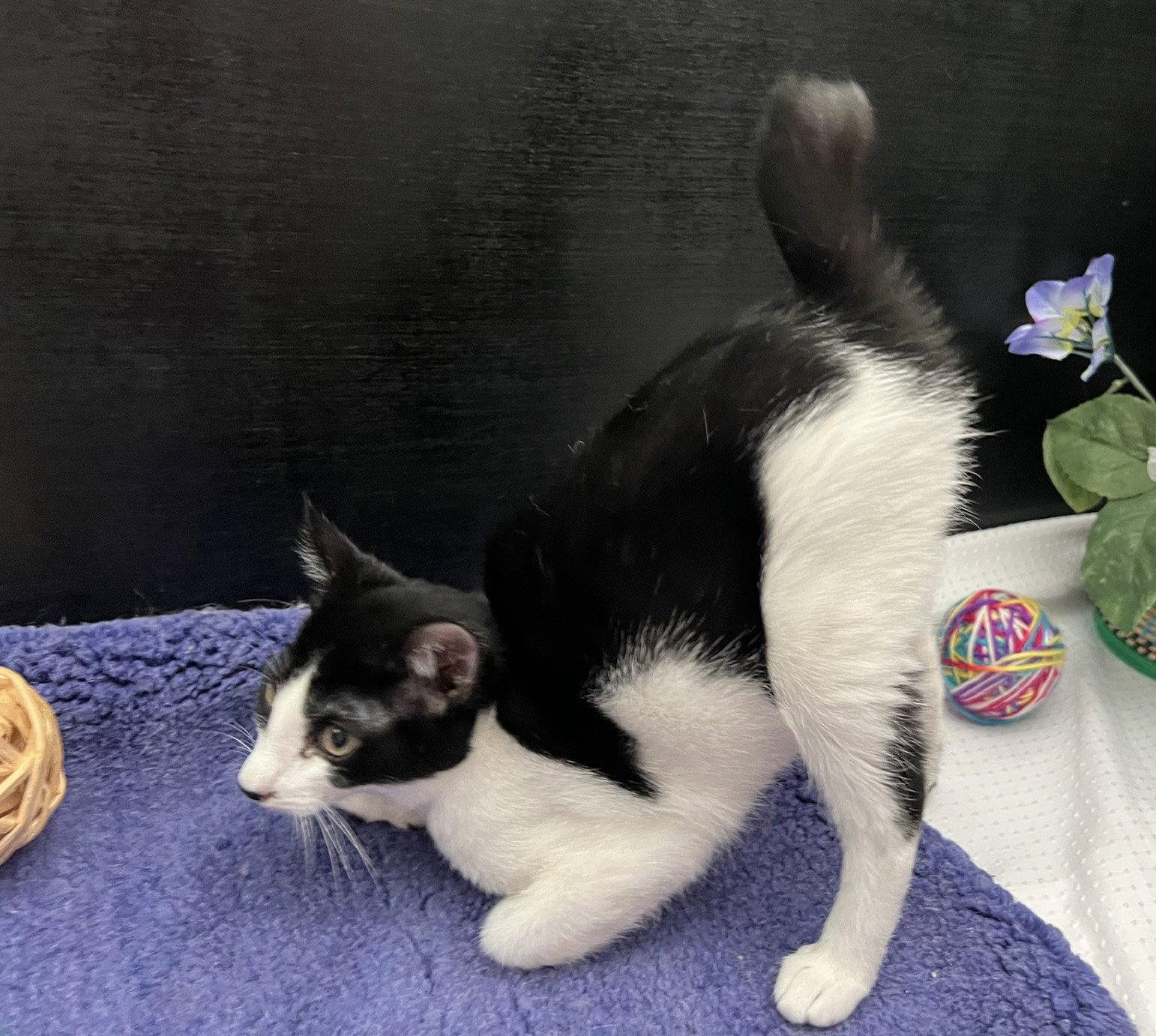 Kit, Adoptable, Kitten Male American Bobtail & Domestic Short Hair.