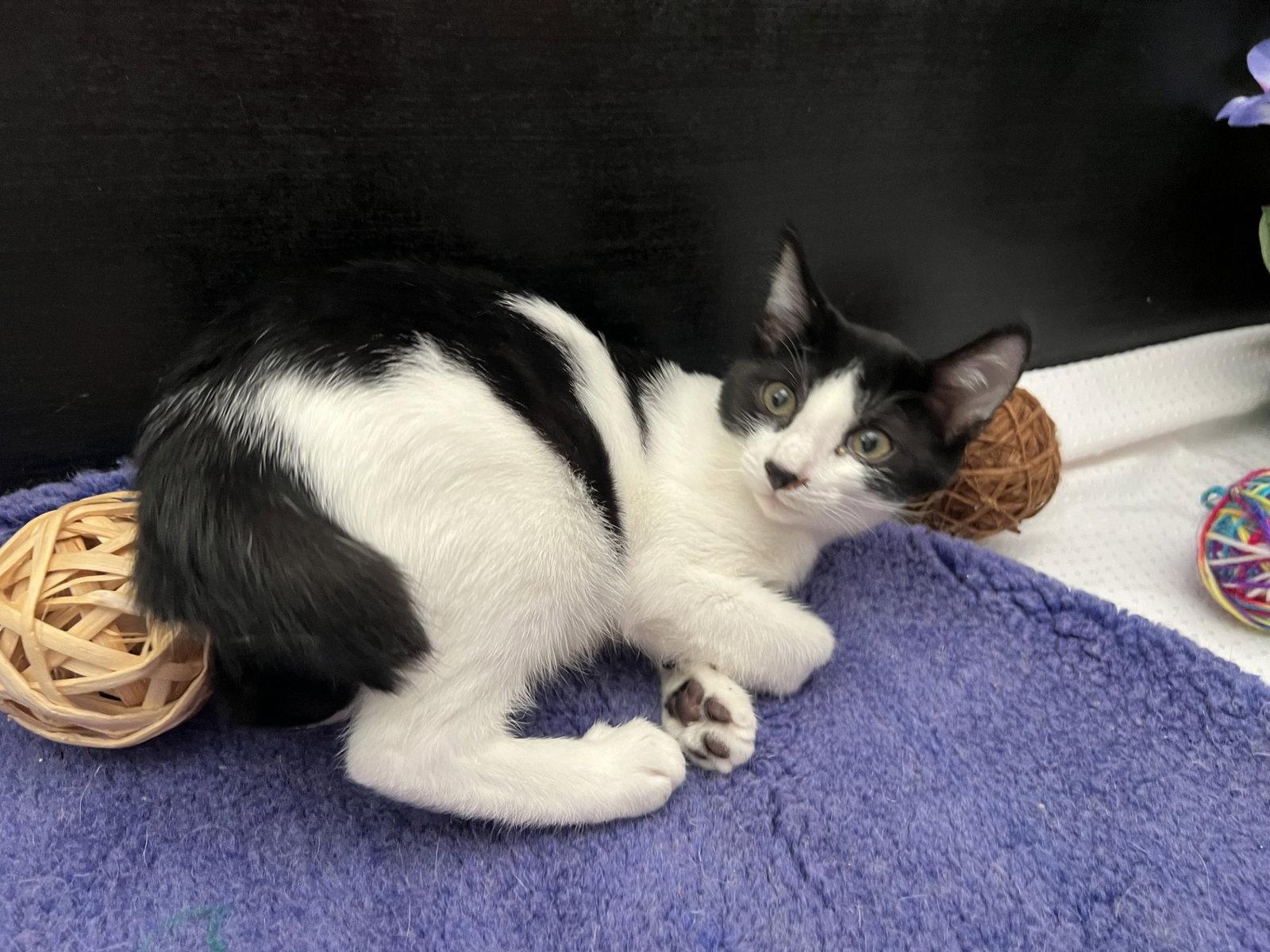 Enlarge Kit, a Adoptable mixed breed in Fayetteville, GA image 2/3