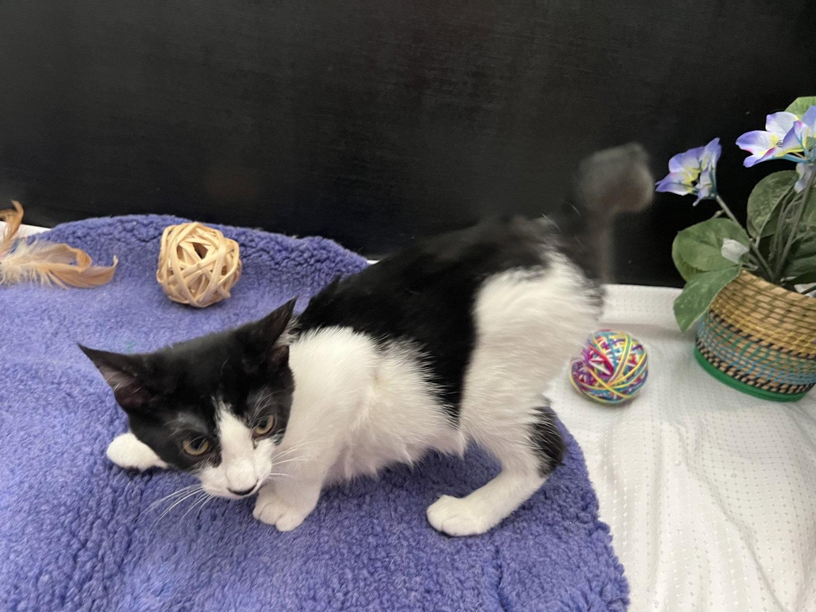 Enlarge Kit, a Adoptable mixed breed in Fayetteville, GA image 3/3