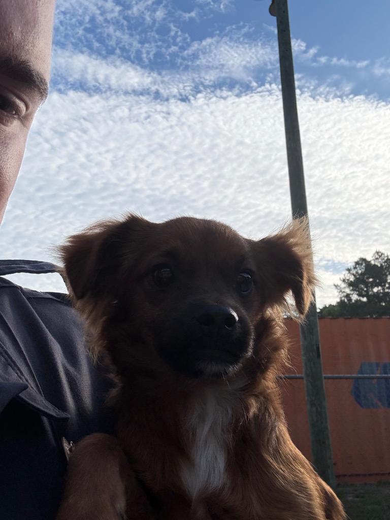 Enlarge DUKE, a Adopted mixed breed in Effingham, SC image 1/1