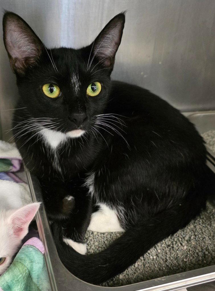 Enlarge CA 135 Binx, a Adoptable Domestic Short Hair in Glen Allen, VA image 1/1