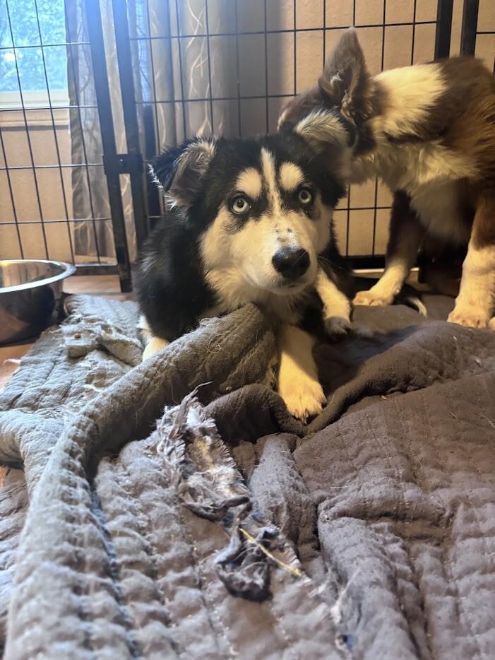 Enlarge Shiloh, a Adoptable Husky in renton, WA image 1/4