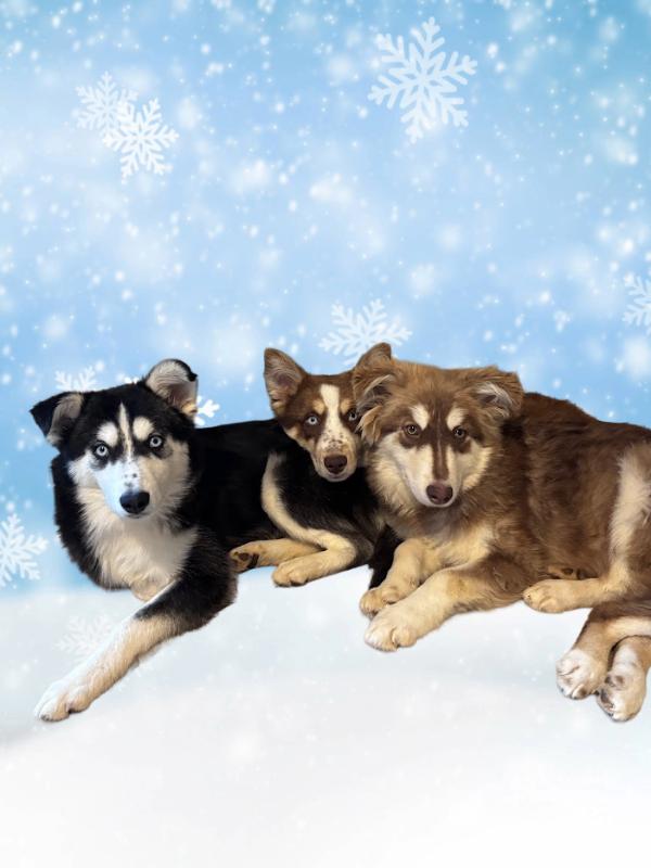 Enlarge Shiloh, a Adoptable Husky in renton, WA image 2/4