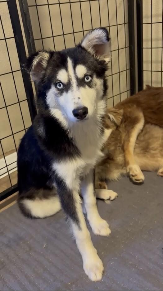 Enlarge Shiloh, a Adoptable Husky in renton, WA image 3/4