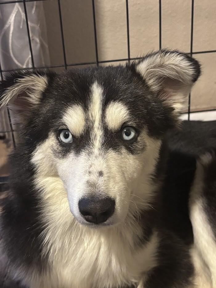 Enlarge Shiloh, a Adoptable Husky in renton, WA image 4/4
