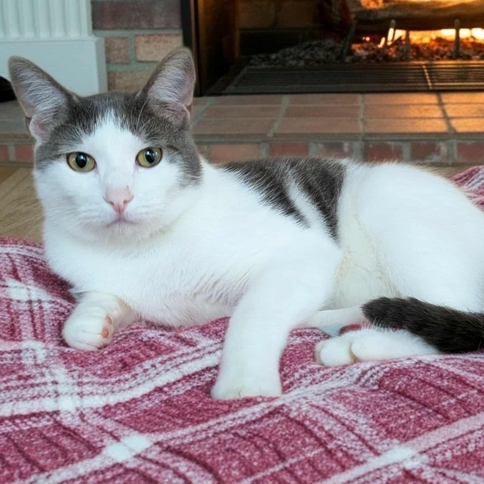 Enlarge Marshall, a Adoptable Domestic Short Hair in Owatonna, MN image 1/6