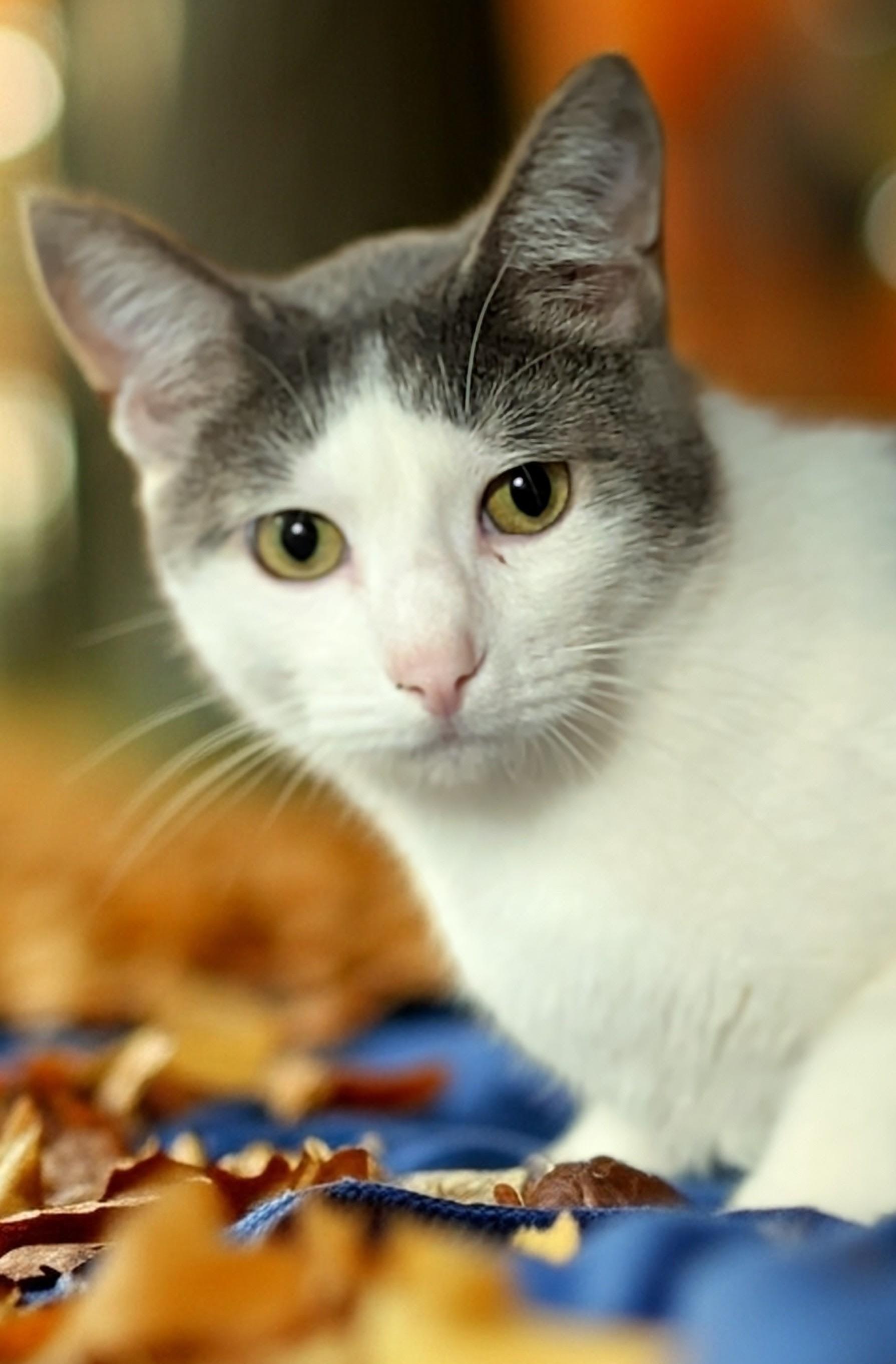 Enlarge Marshall, a Adoptable Domestic Short Hair in Owatonna, MN image 2/6