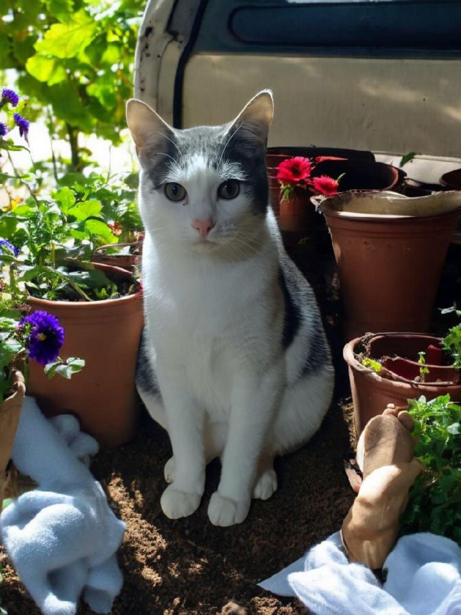 Enlarge Marshall, a Adoptable Domestic Short Hair in Owatonna, MN image 3/6