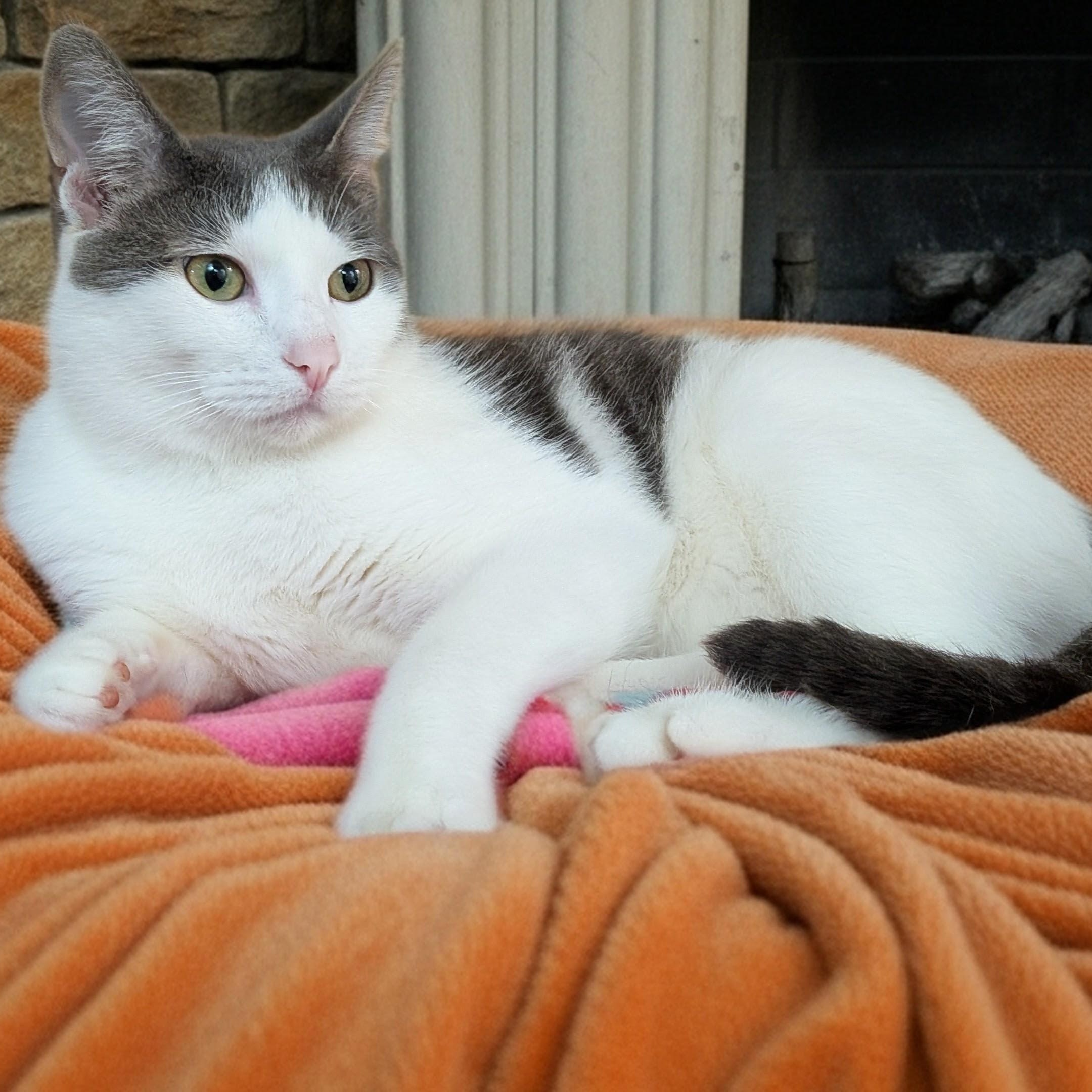 Enlarge Marshall, a Adoptable Domestic Short Hair in Owatonna, MN image 4/6