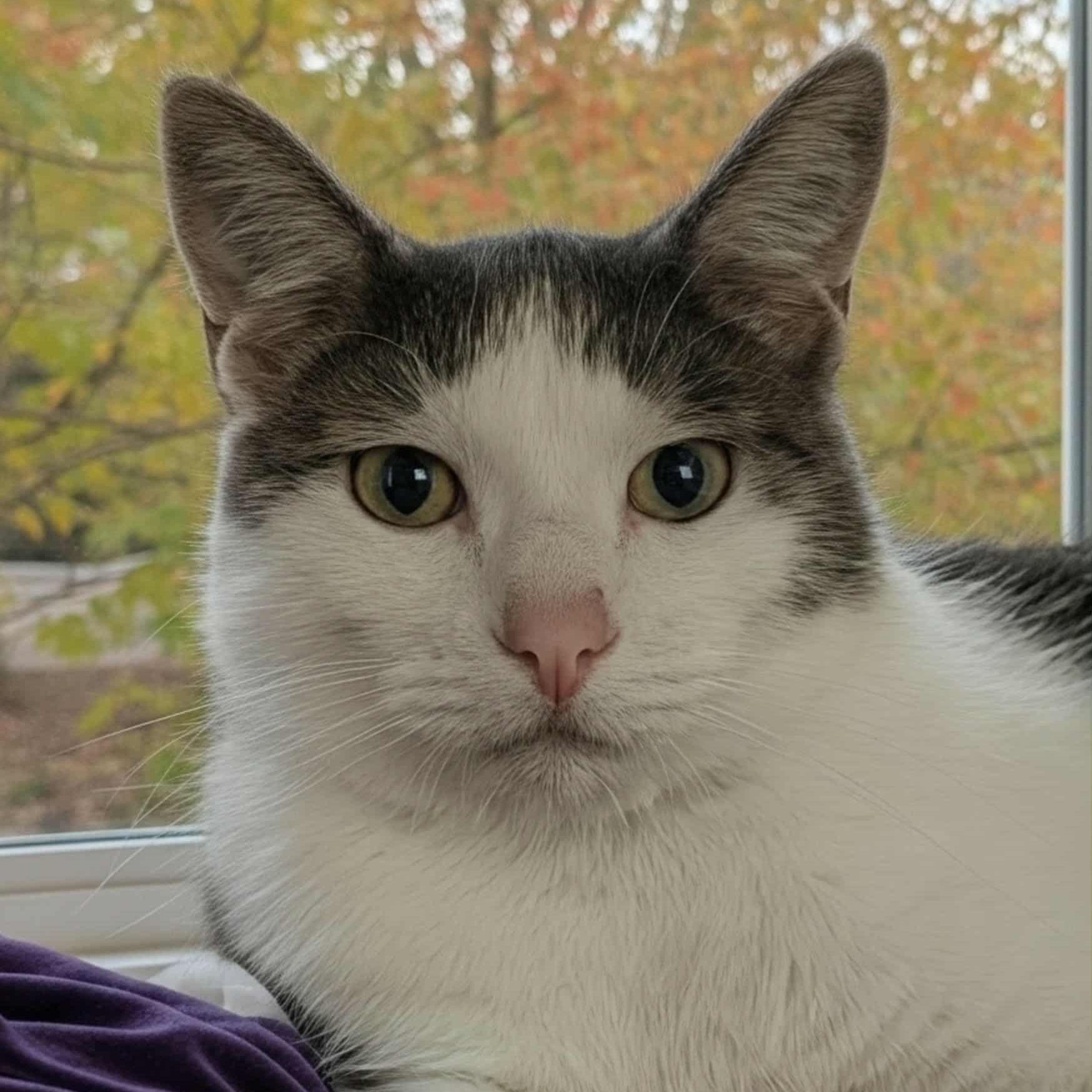 Enlarge Marshall, a Adoptable Domestic Short Hair in Owatonna, MN image 5/6