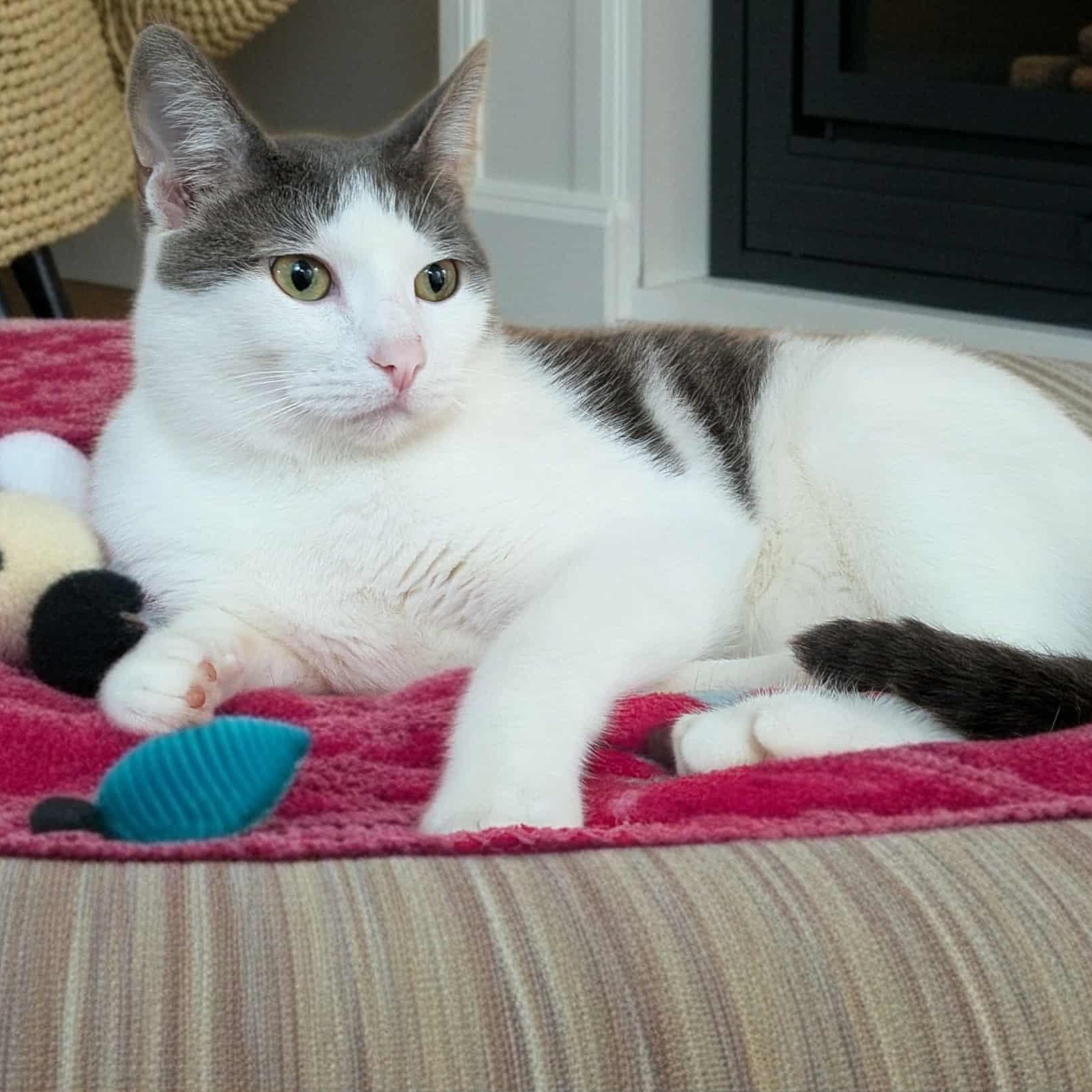 Enlarge Marshall, a Adoptable Domestic Short Hair in Owatonna, MN image 6/6