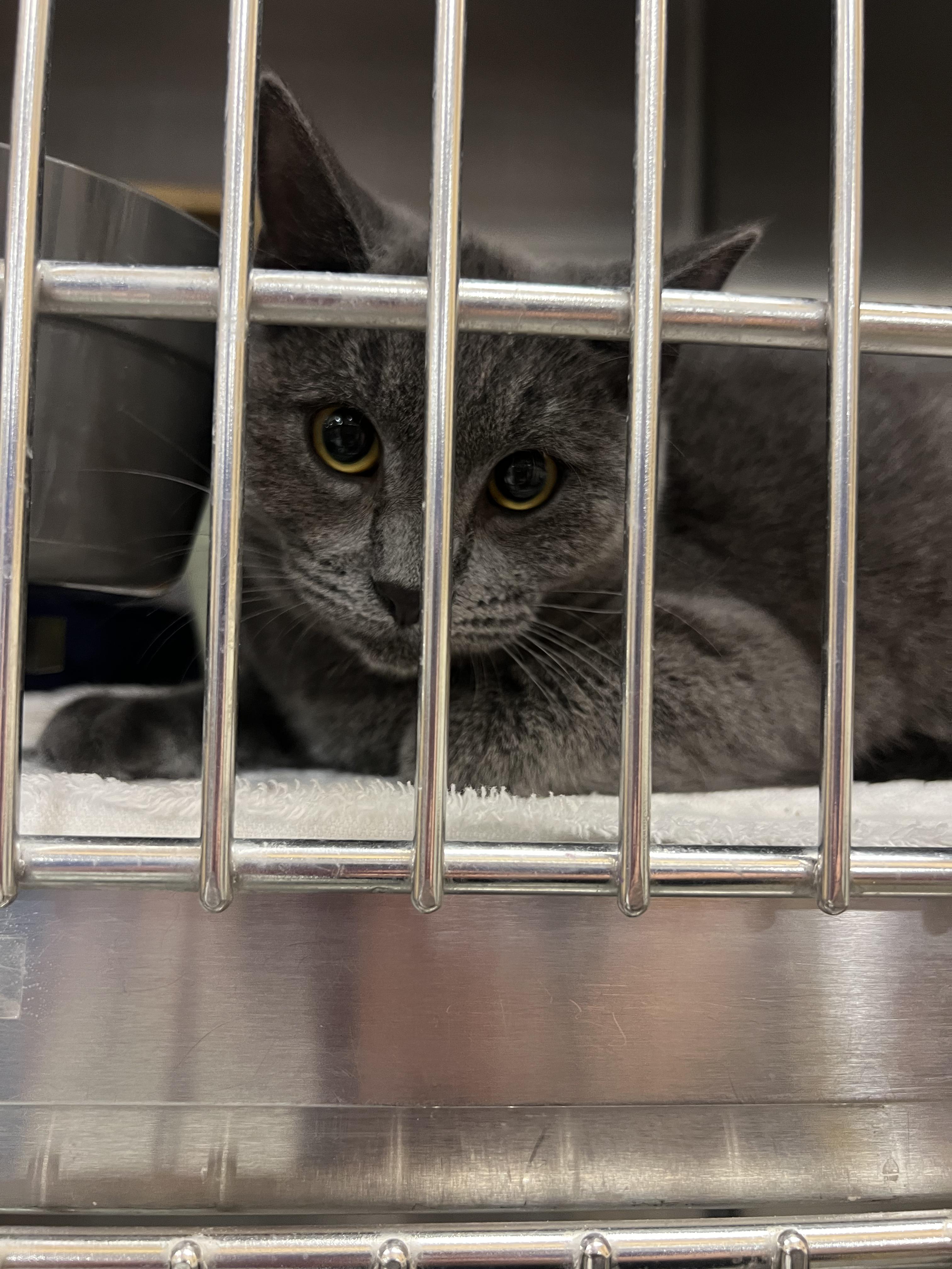 Enlarge Jason, a Adoptable mixed breed in Fort Collins, CO image 2/3