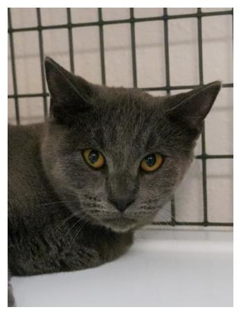 Jason, Adoptable, Young Male Domestic Short Hair & Russian Blue.
