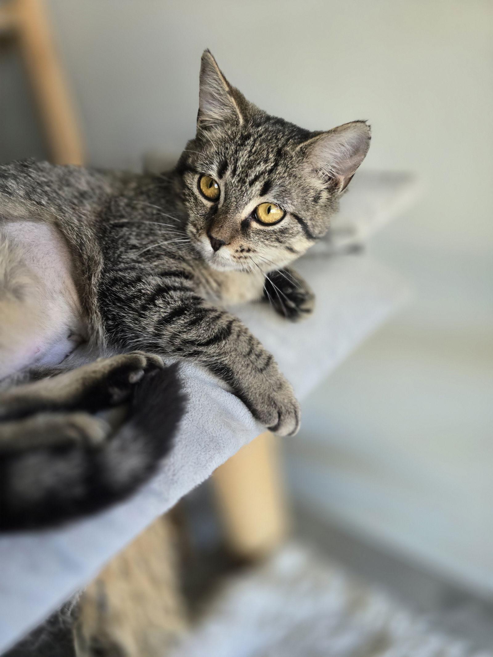 Bonnie, Adoptable, Kitten Female Domestic Short Hair.