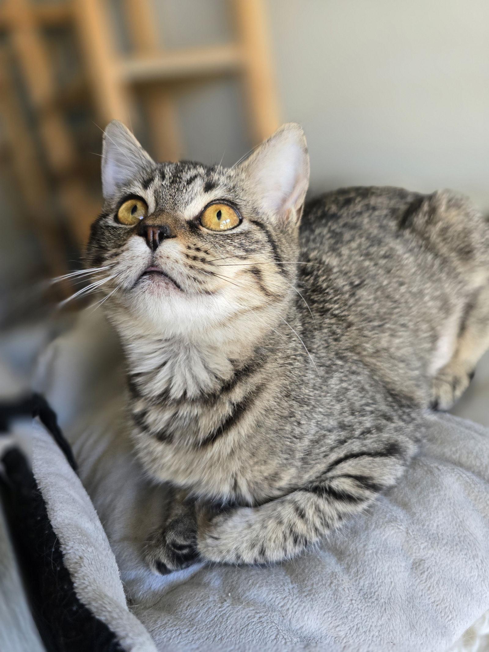 Enlarge Bonnie, a Adoptable Domestic Short Hair in Rowlett, TX image 2/2