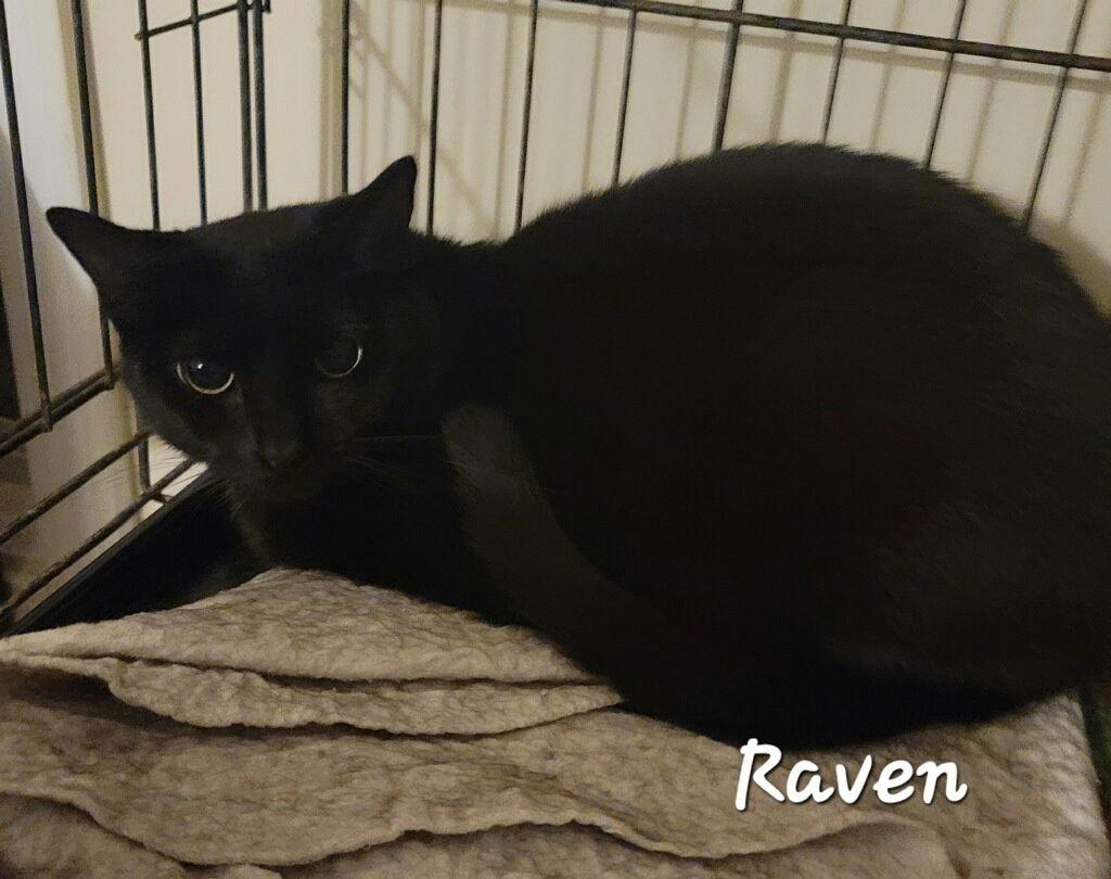 Enlarge Allie, a Adoptable Domestic Short Hair in Versailles, KY image 1/3