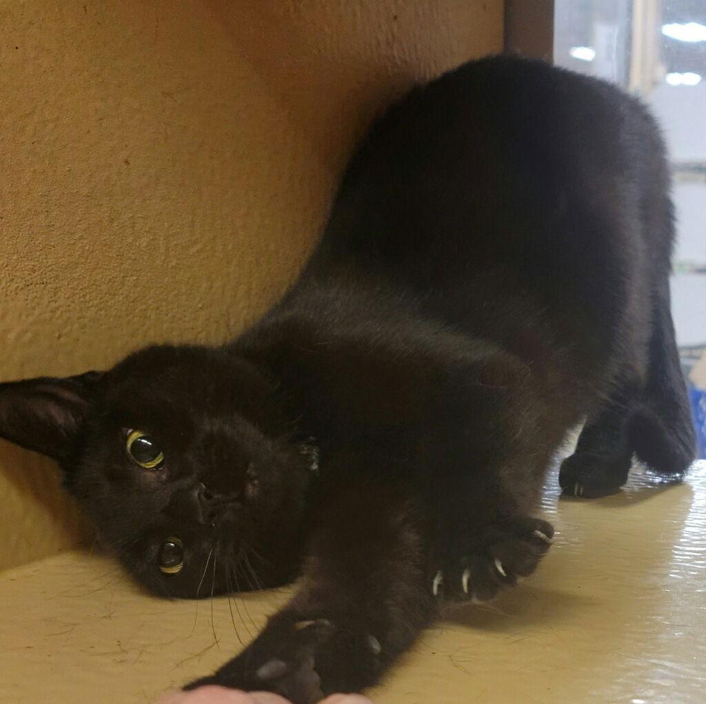 Allie, a Adoptable Domestic Short Hair in Versailles, KY image 1/3