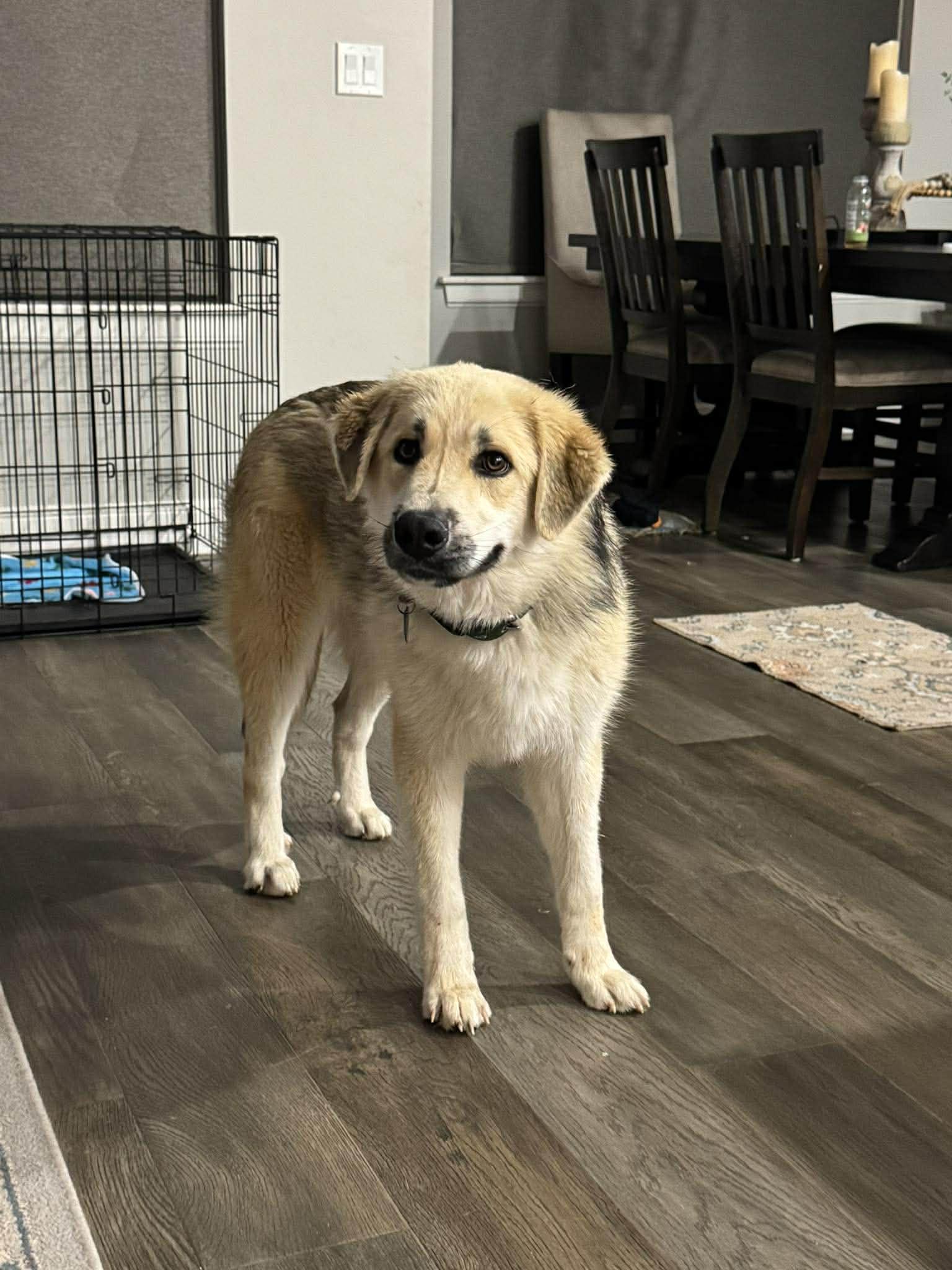 Enlarge Woody , a ADOPTABLE mixed breed in Kiowa, OK image 6/6