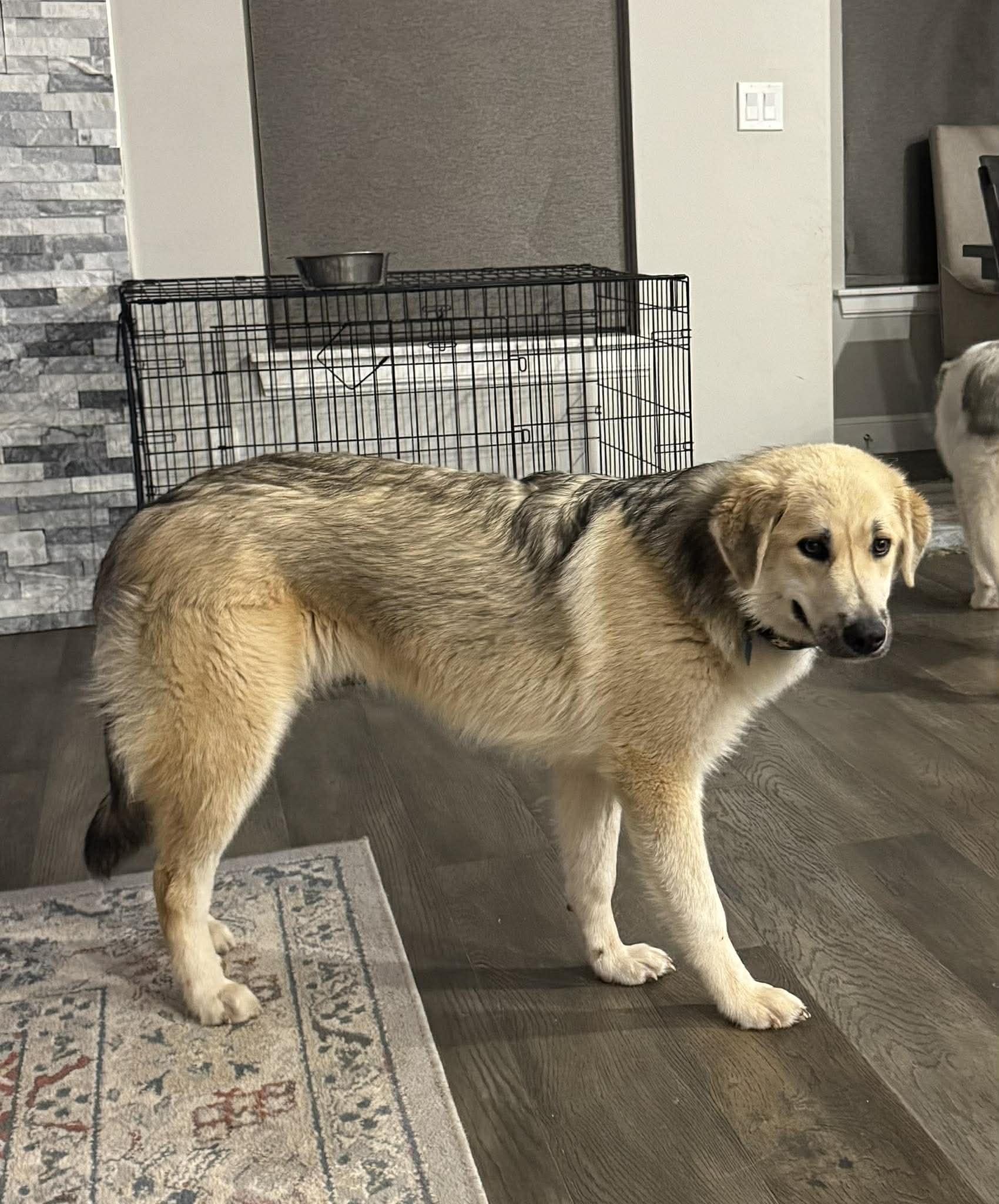 Enlarge Woody , a ADOPTABLE mixed breed in Kiowa, OK image 4/6