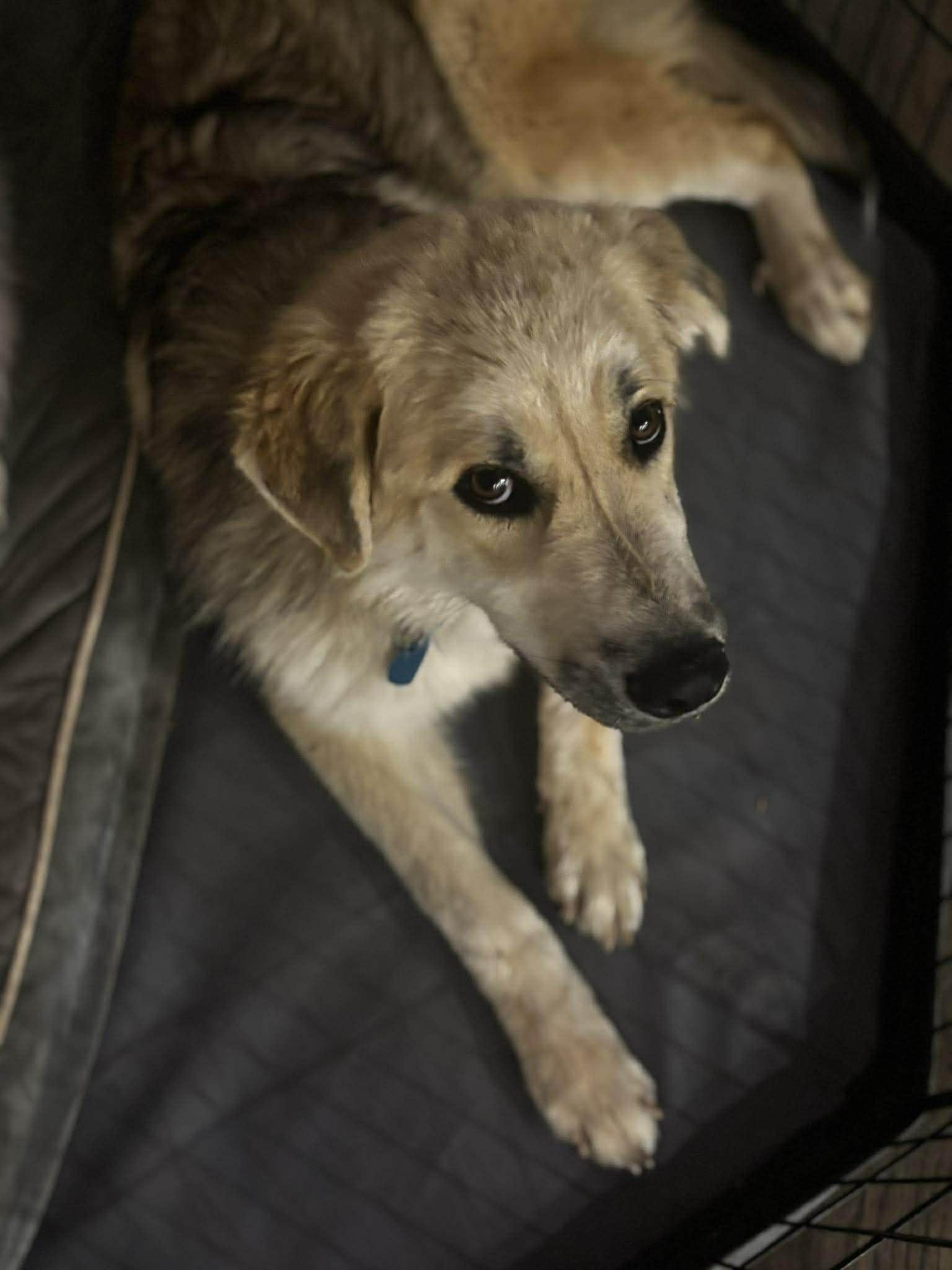 Enlarge Woody , a ADOPTABLE mixed breed in Kiowa, OK image 3/6