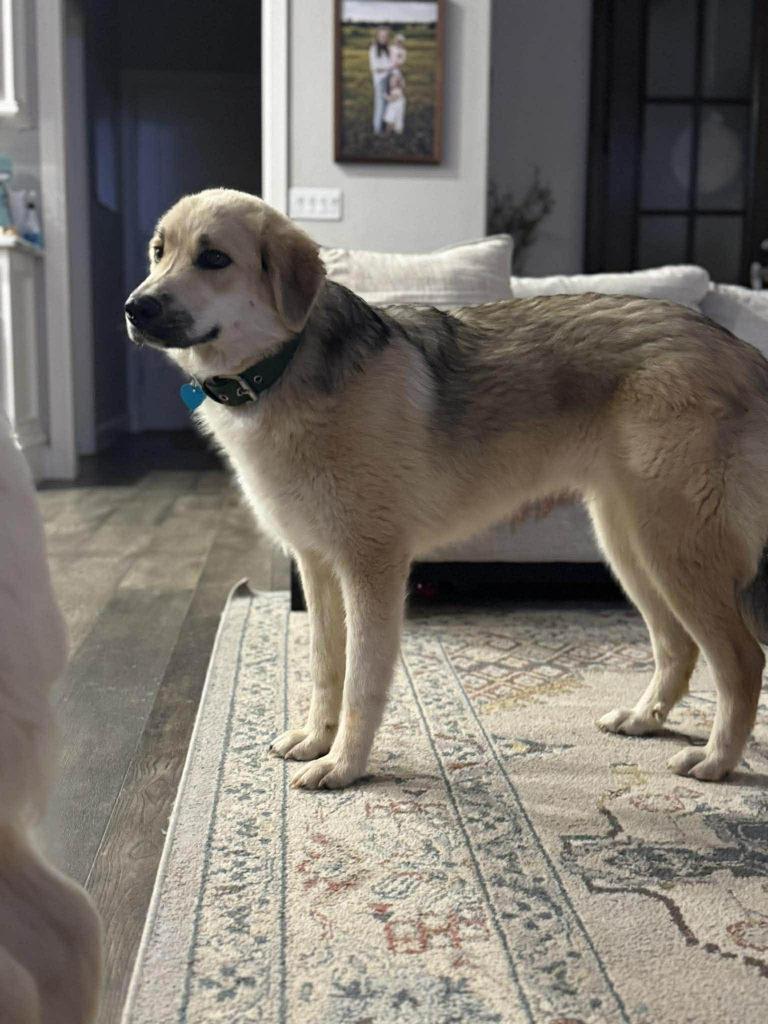 Enlarge Woody , a ADOPTABLE mixed breed in Kiowa, OK image 5/6