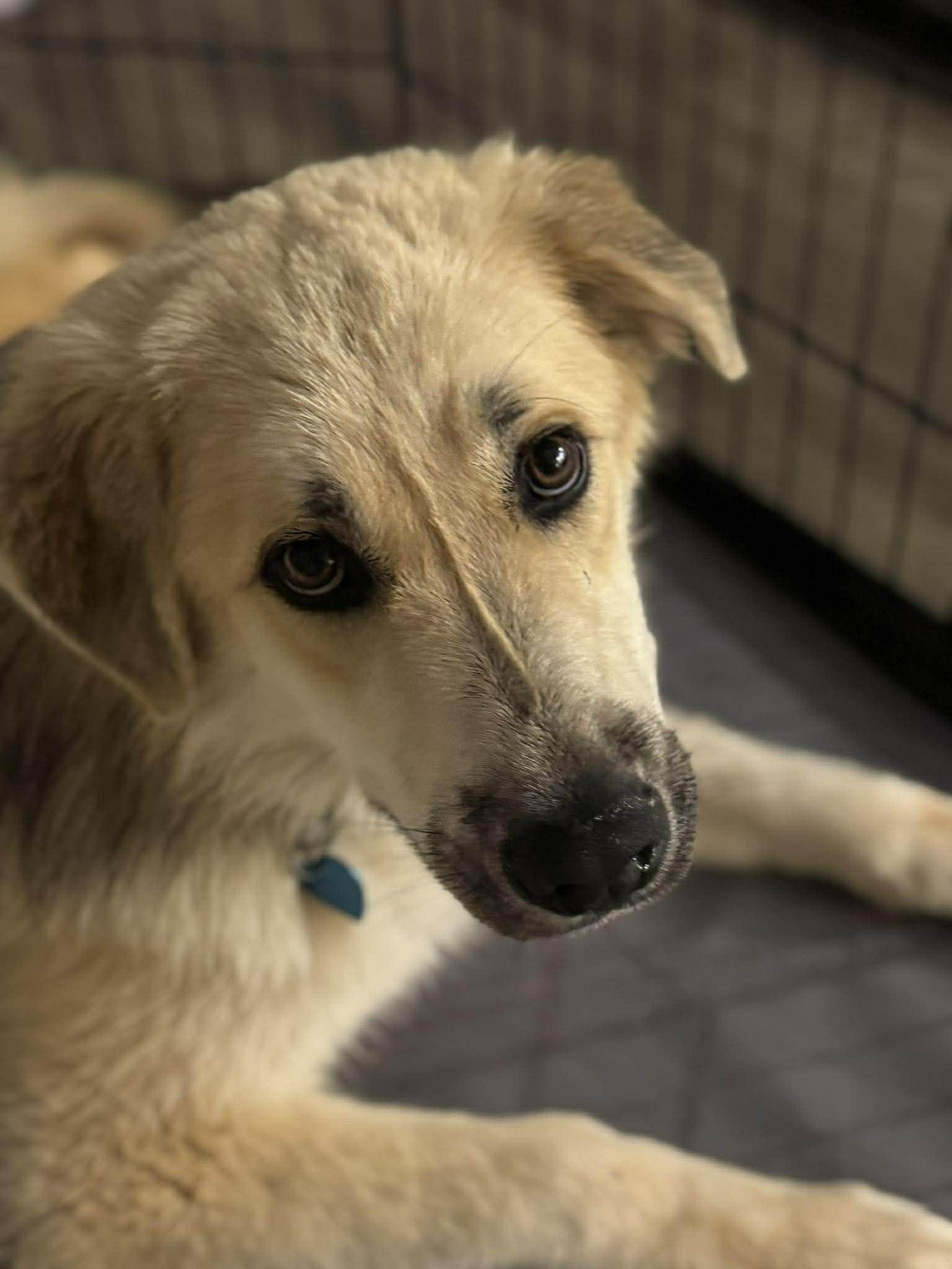 Enlarge Woody , a ADOPTABLE mixed breed in Kiowa, OK image 1/6