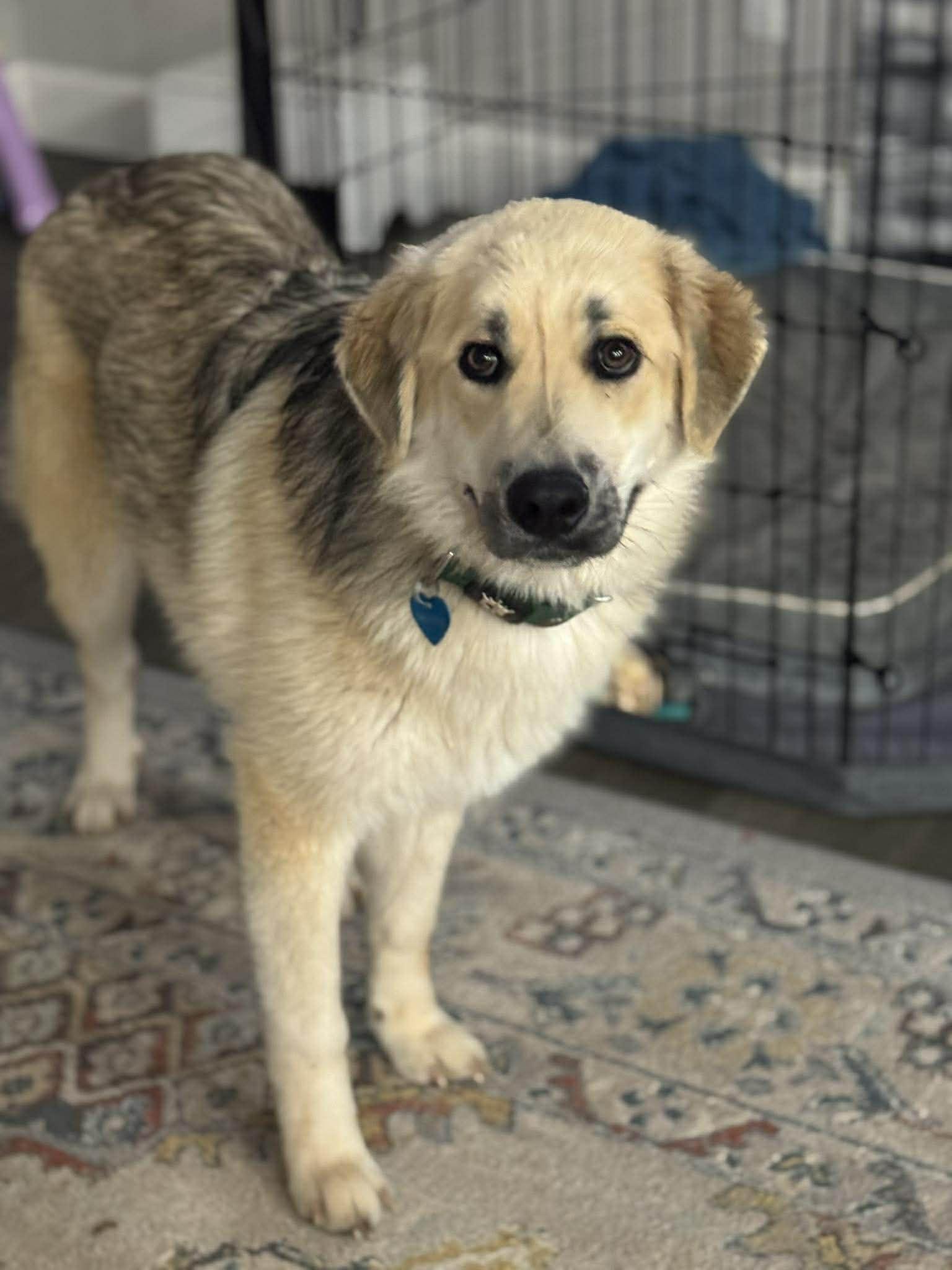 Enlarge Woody , a ADOPTABLE mixed breed in Kiowa, OK image 2/6