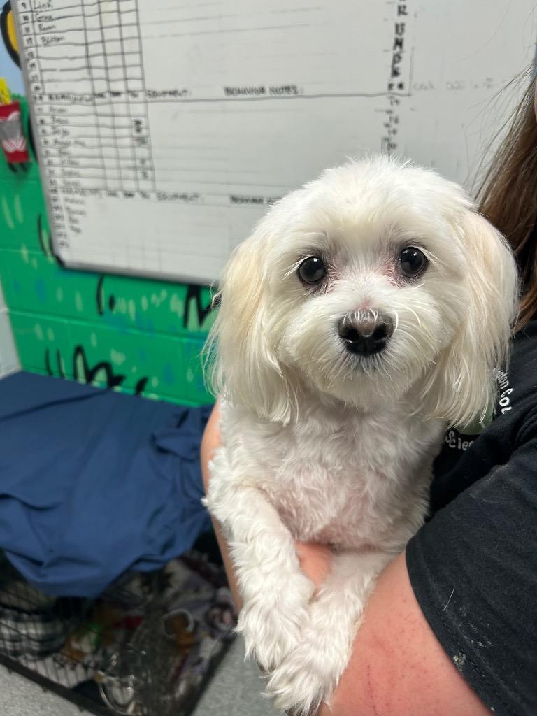 Jolene, Adopted, Adult Female Maltese.