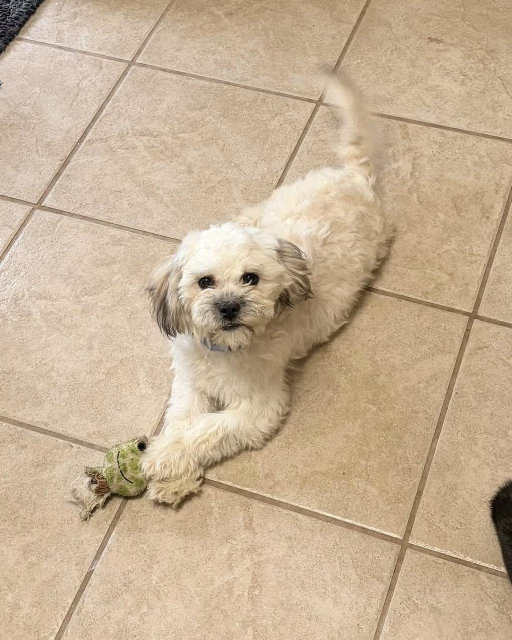 Enlarge Shaun, a ADOPTABLE mixed breed in Lethbridge, AB image 2/3