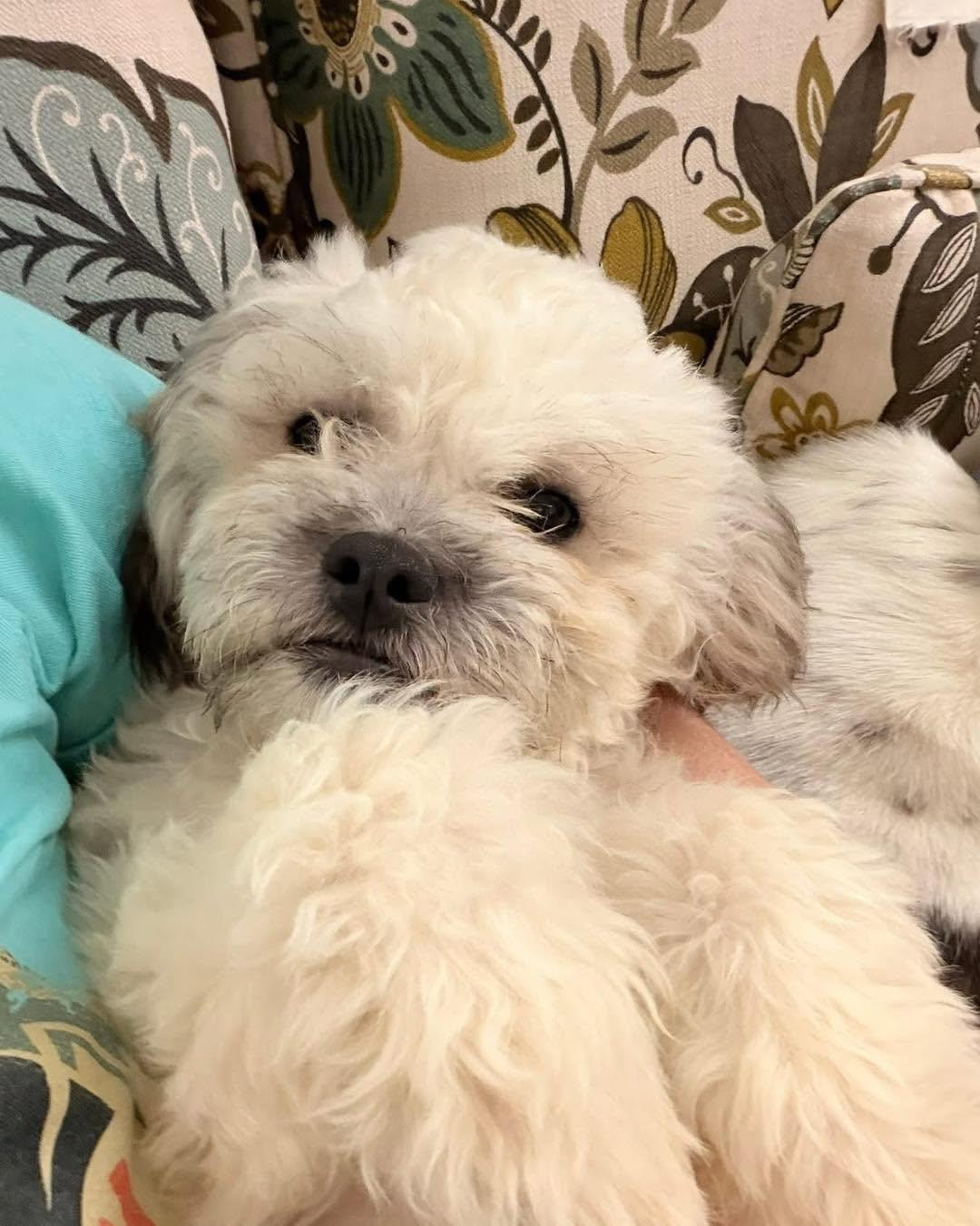 Shaun, ADOPTABLE, Young Male Poodle (Toy).