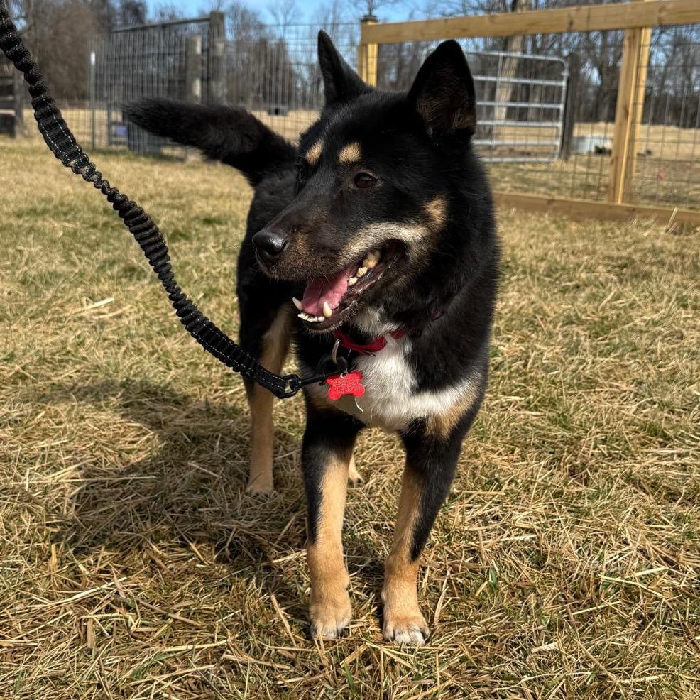Enlarge Yaro, a Adoptable Jindo in Potomac, MD image 2/6