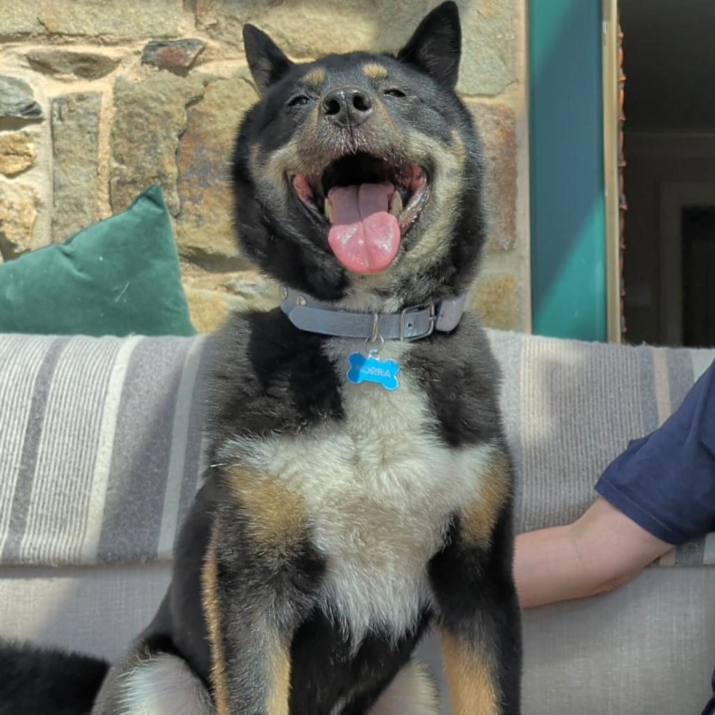 Enlarge Yaro, a Adoptable Jindo in Potomac, MD image 3/6