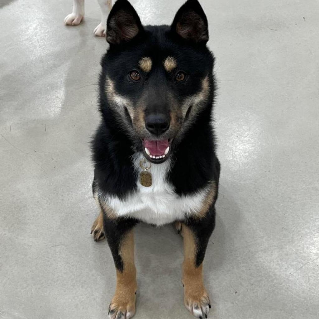 Enlarge Yaro, a Adoptable Jindo in Potomac, MD image 4/6
