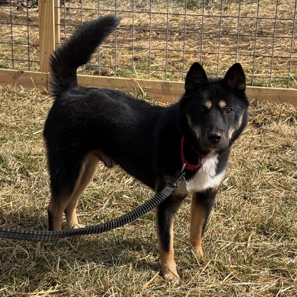 Enlarge Yaro, a Adoptable Jindo in Potomac, MD image 5/6