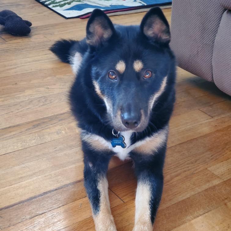 Enlarge Yaro, a Adoptable Jindo in Potomac, MD image 6/6
