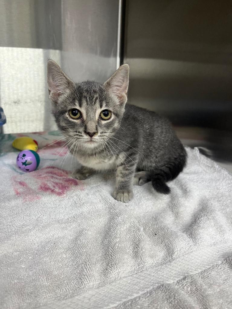 Rose, Adoptable, Young Female Domestic Short Hair.