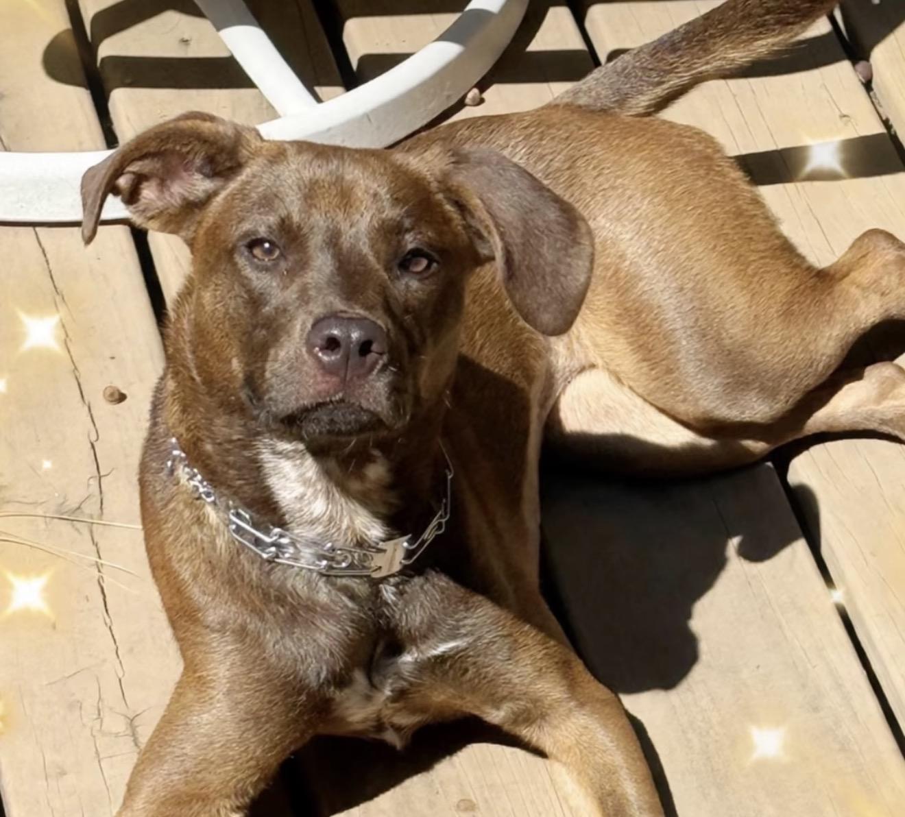 Enlarge Hazel, a Adoptable mixed breed in Richmond, VA image 2/3