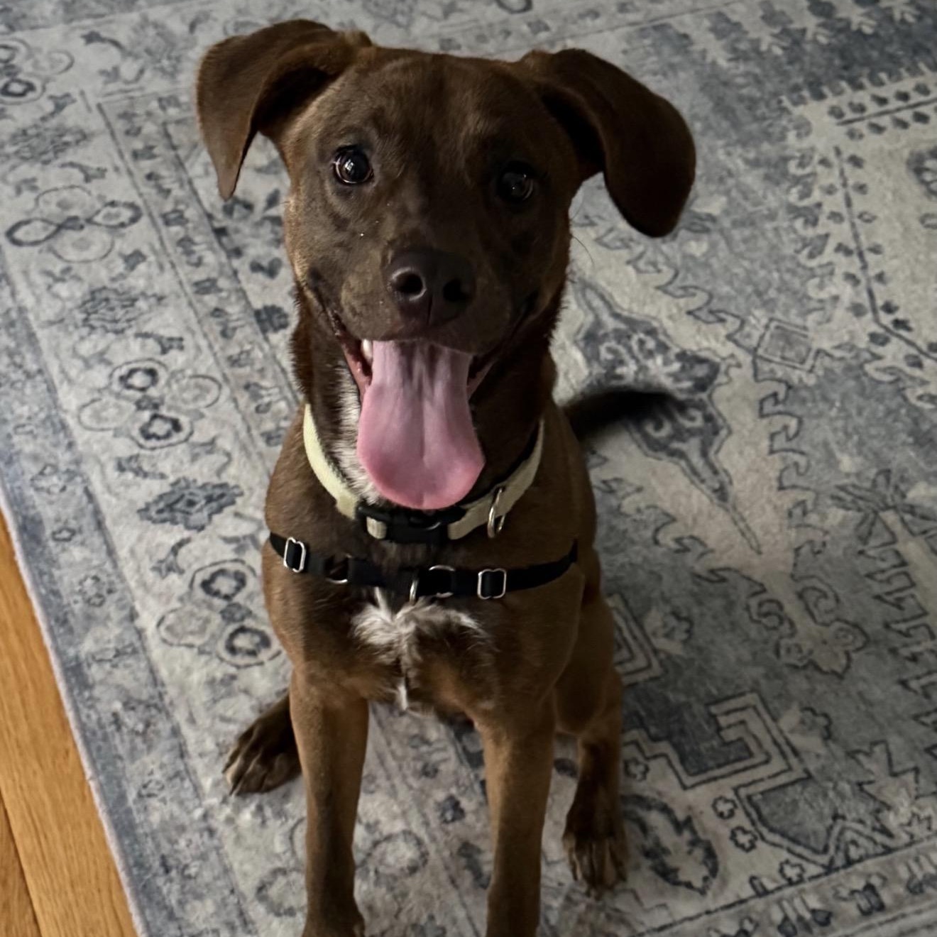Hazel, Adoptable, Puppy Female Pit Bull Terrier & English Coonhound.