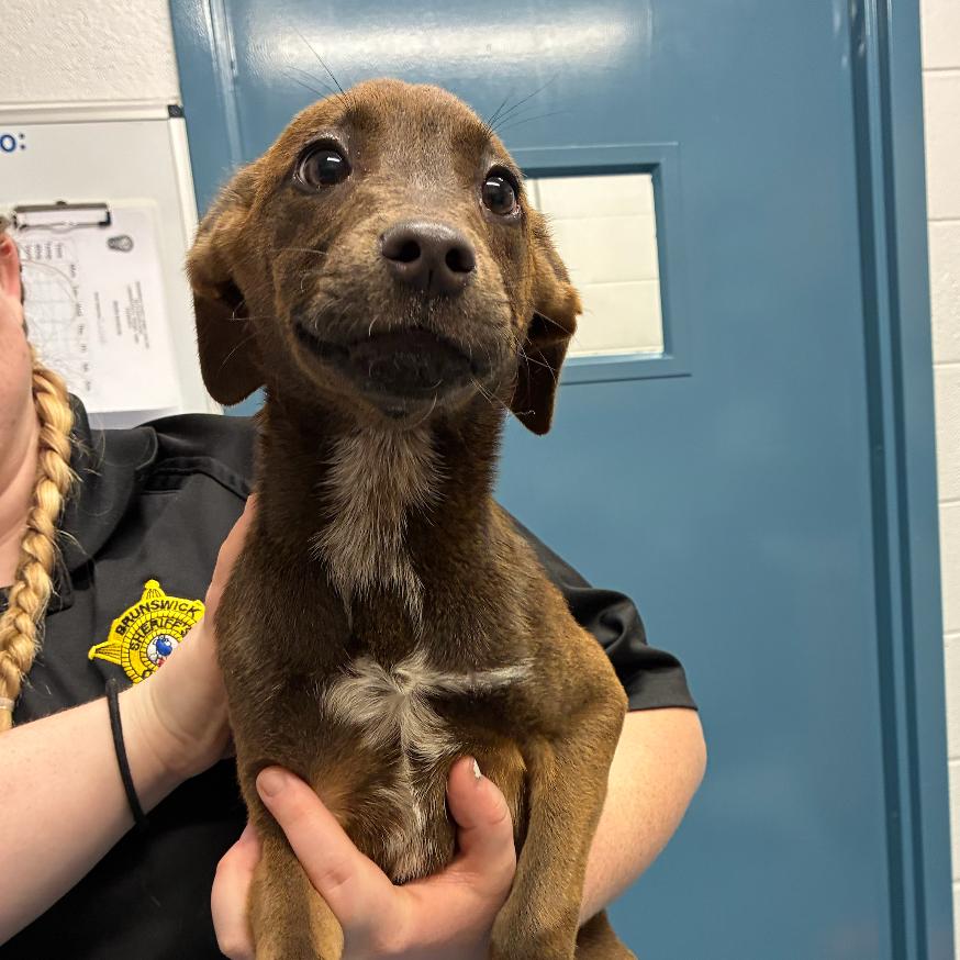 Enlarge Hazel, a Adoptable mixed breed in Richmond, VA image 3/3