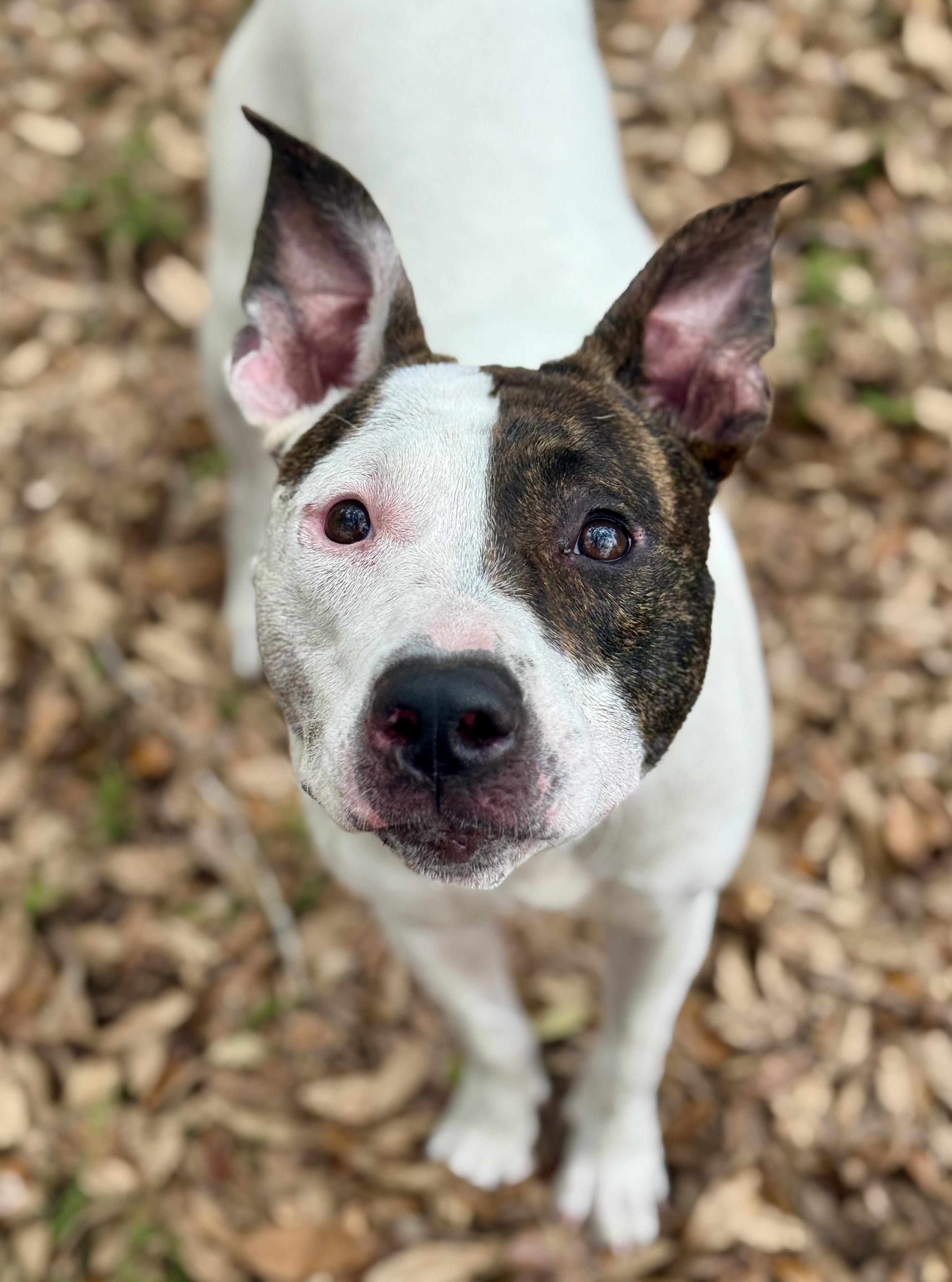 Enlarge Lilli, a ADOPTABLE mixed breed in Deltona, FL image 6/6