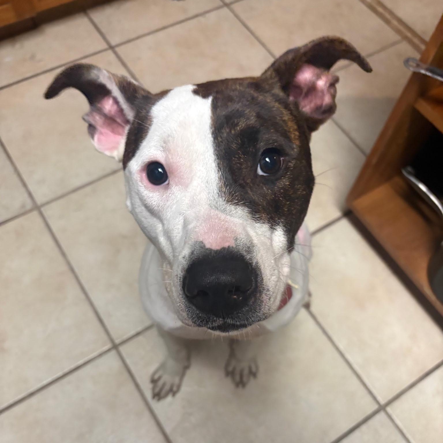 Enlarge Lilli, a ADOPTABLE mixed breed in Deltona, FL image 3/4