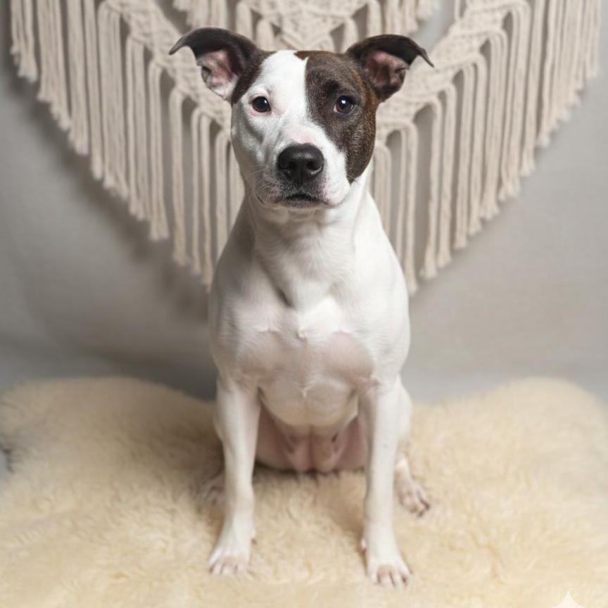 Enlarge Lilli, a ADOPTABLE mixed breed in Deltona, FL image 1/4