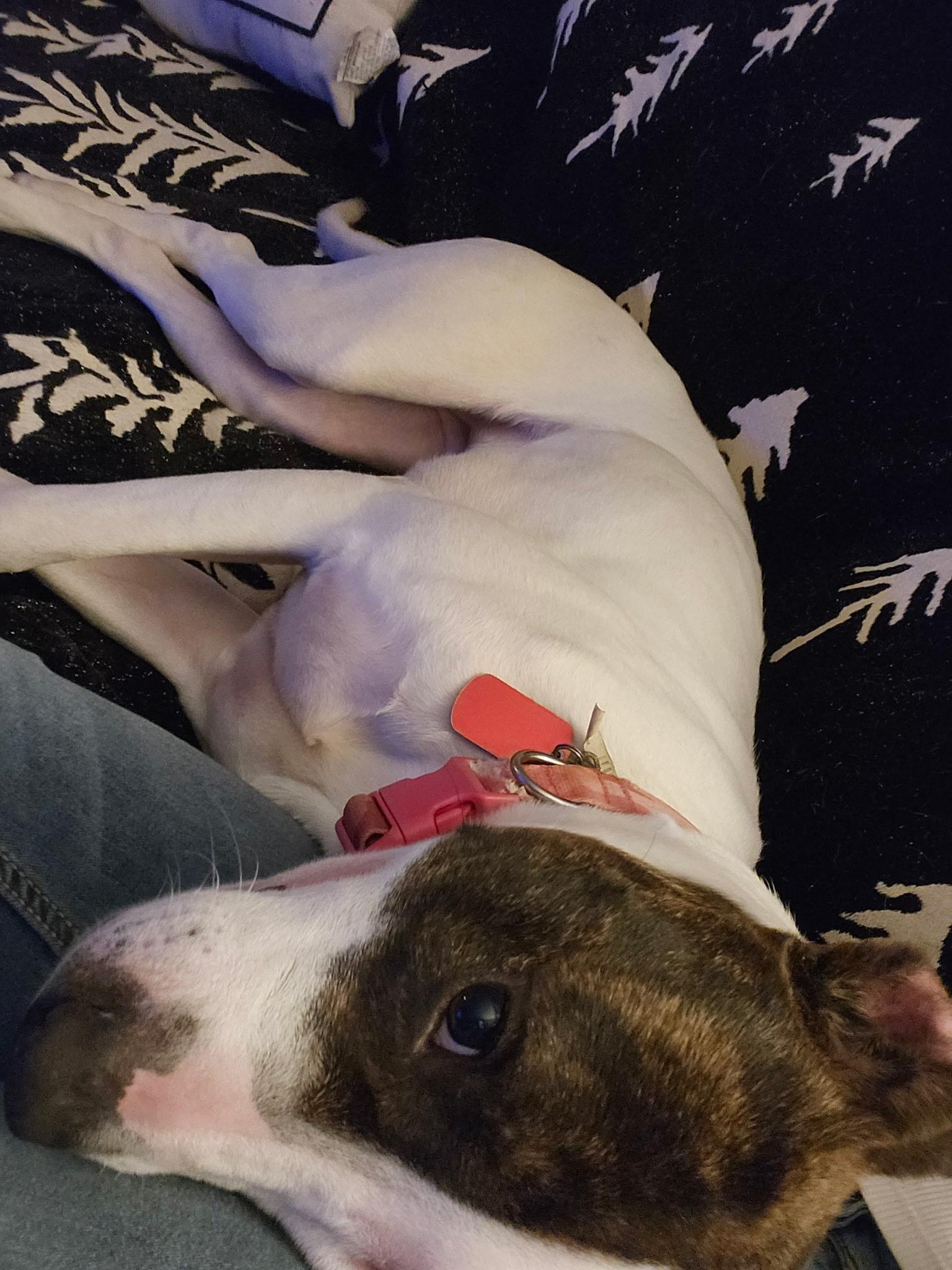 Enlarge Lilli, a ADOPTABLE mixed breed in Deltona, FL image 4/4